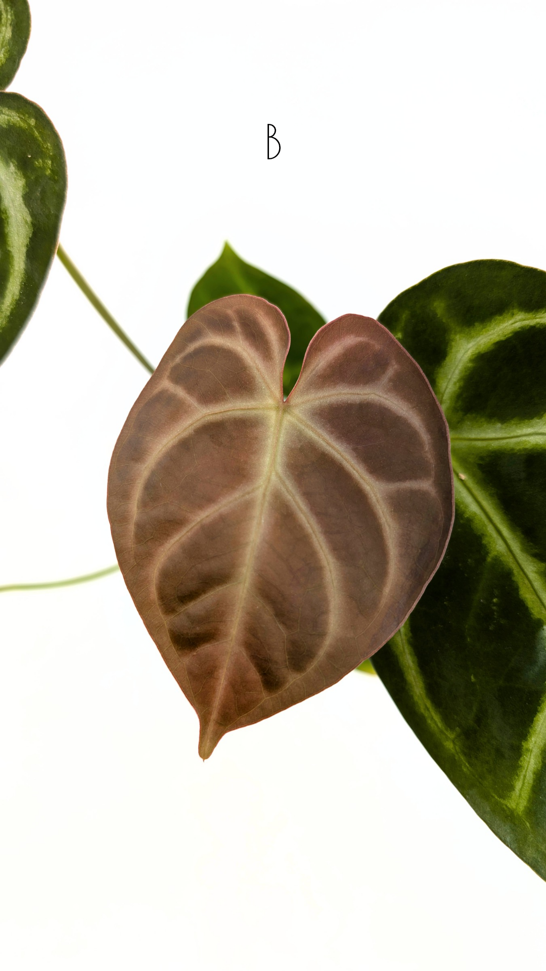 Rare indoor plant Anthurium Magnificum available for sale at rare house plant shop The Leaf Gallery in Perth, Western Australia