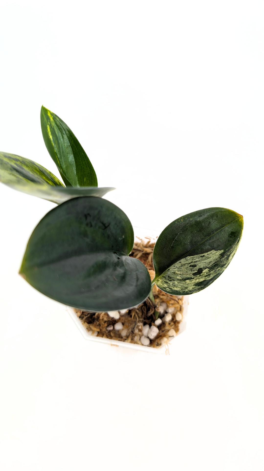 Single plants upload_20260121_155352_0000.png