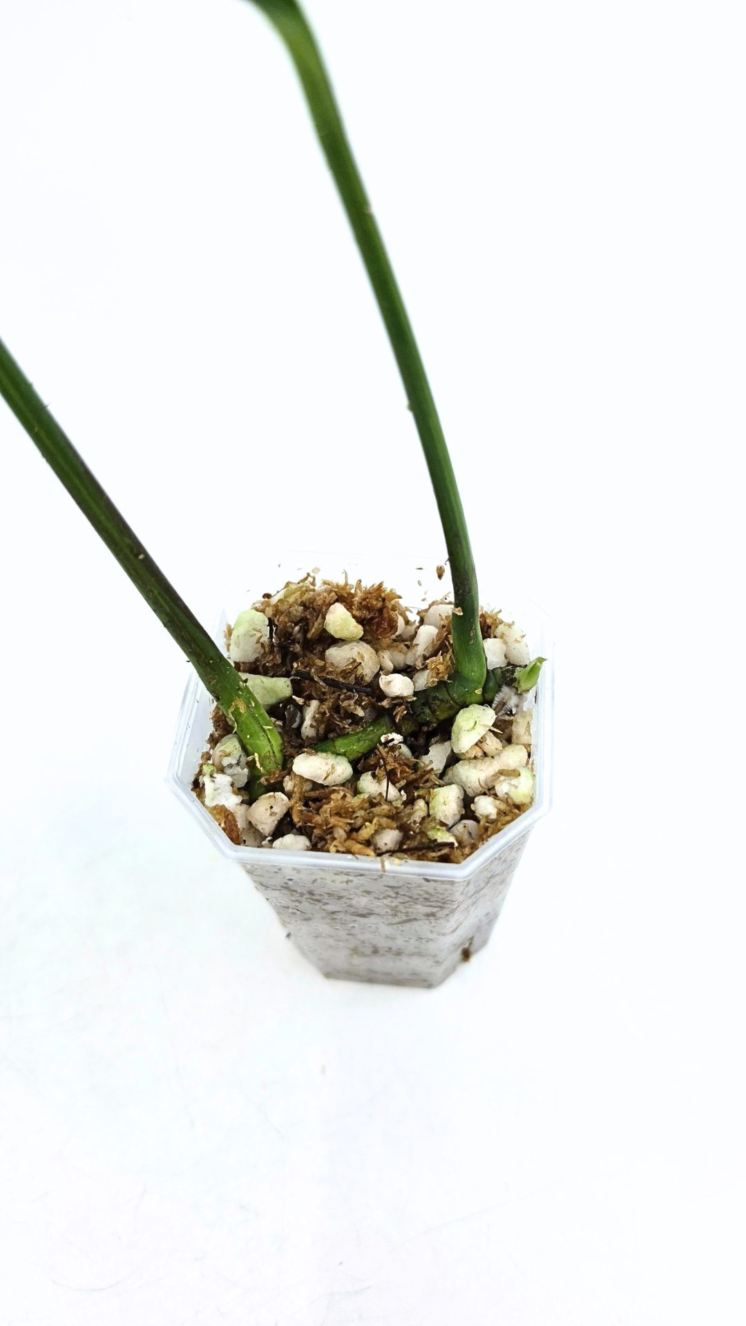 Rare indoor plant Raphidophora Decursiva Varigated (Dragon's Tail Varigated) by rare plant shop The Leaf Gallery in Perth, Western Australia