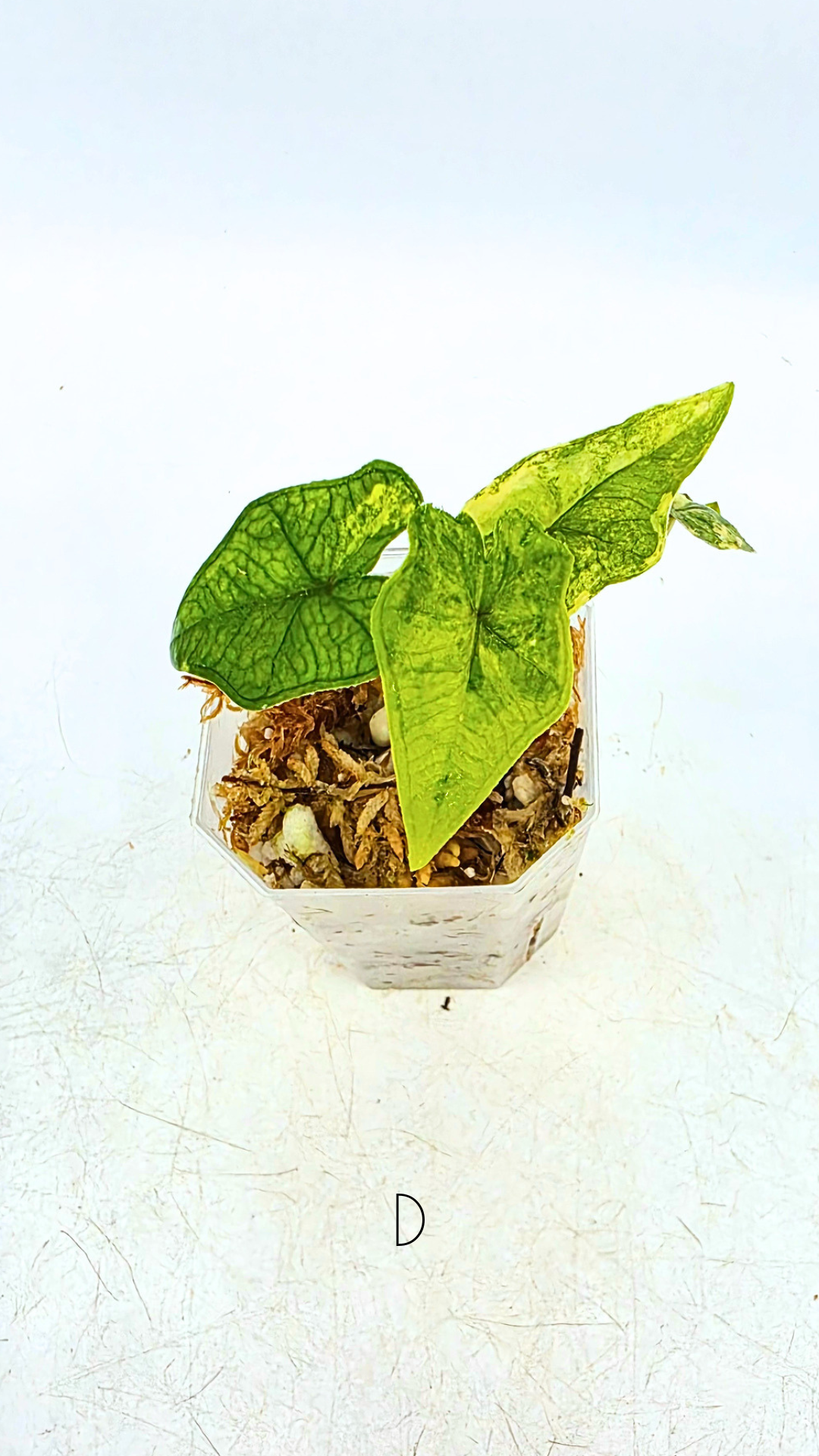 Rare indoor plannt Alocasia Jacklyn Variegated available for sale at rare house plant shop The Leaf Gallery in Perth, Western Australia.