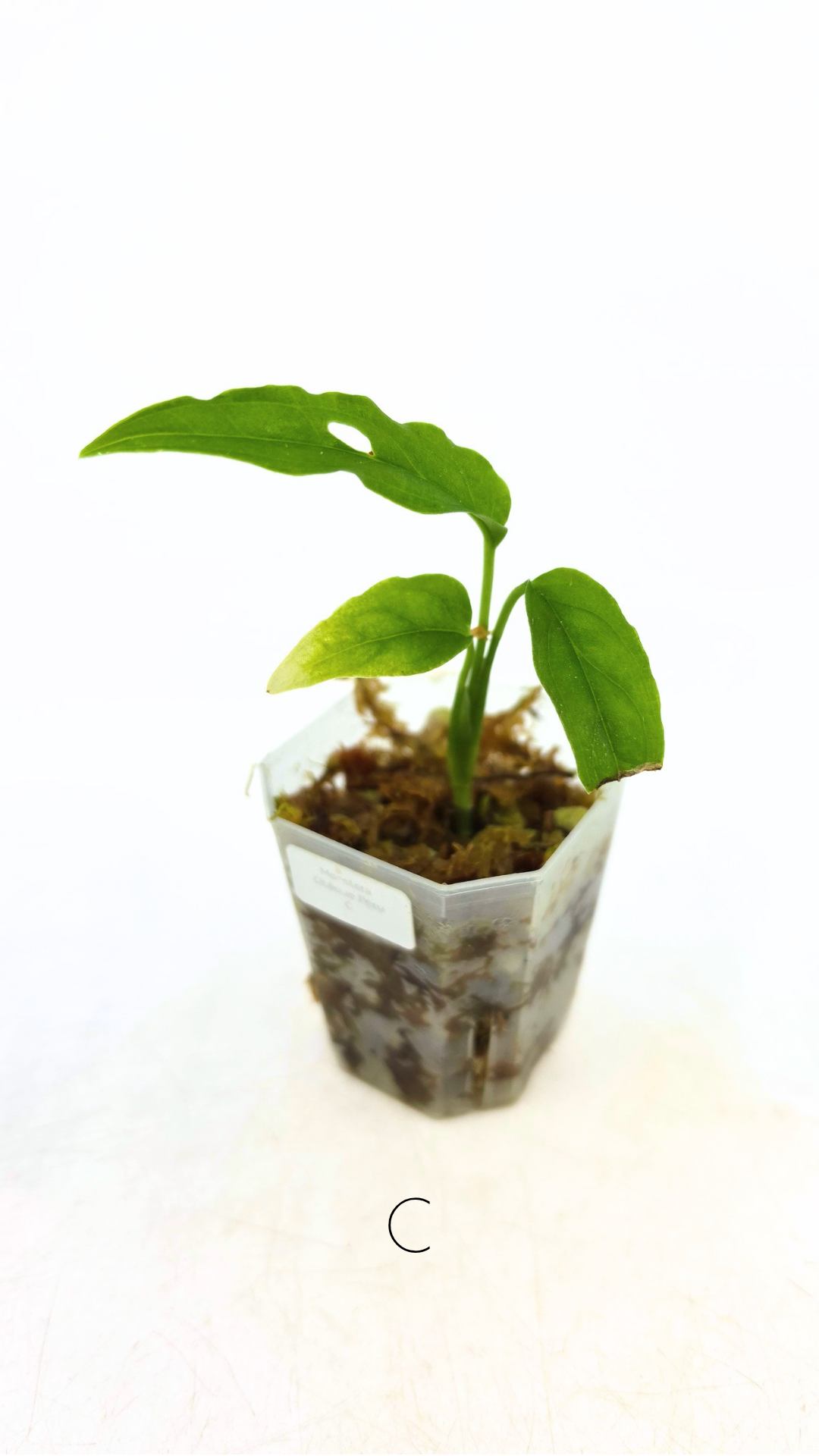 Rare indoor plant Monstera Obliqua Peru available for sale at rare house plant shop The Leaf Gallery in Perth, Western Australia