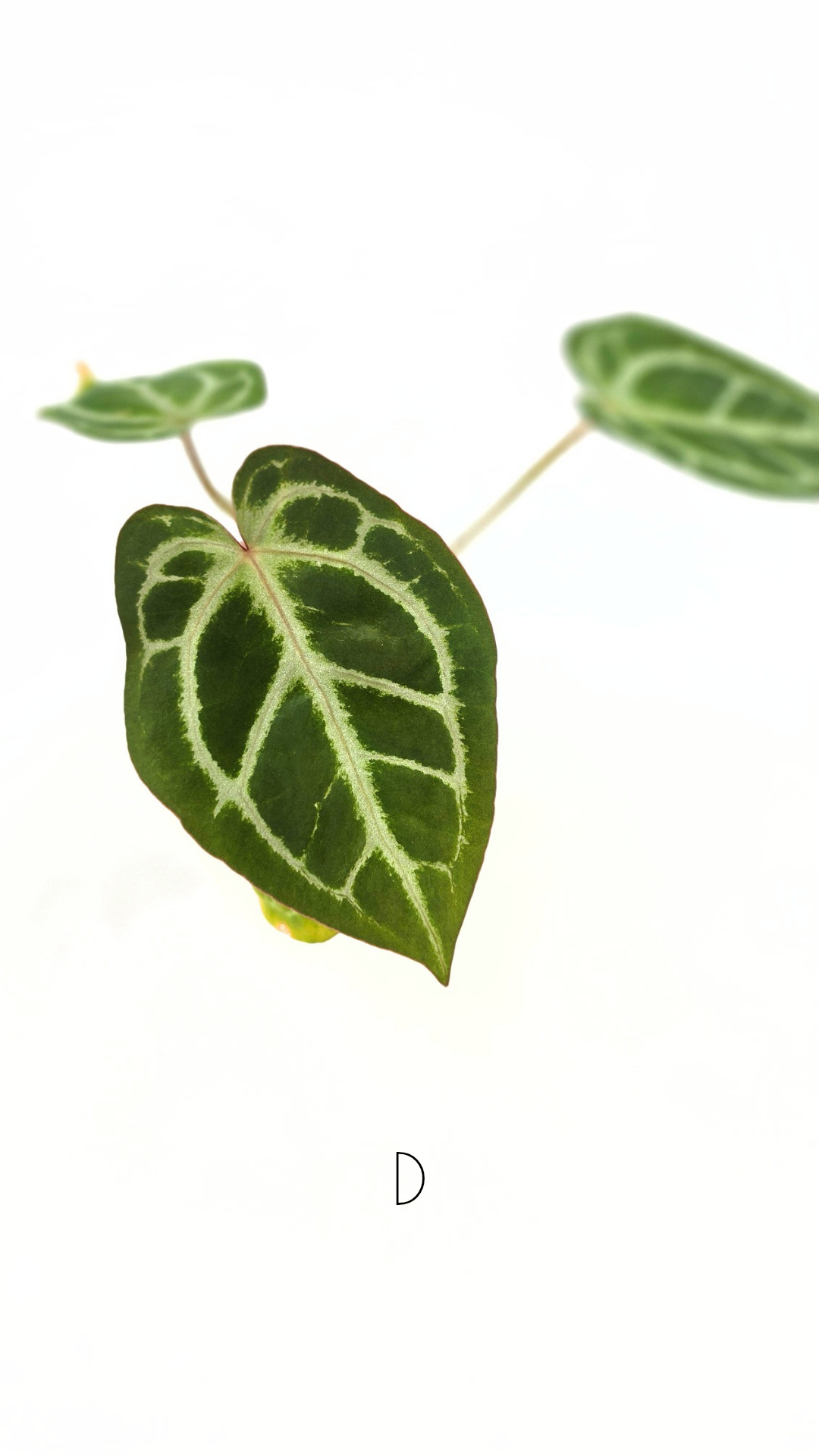 Rare anthurium hybrid Anthurium red dorayaki mutation with Anthurium Michelle by The Leaf Gallery in Perth, Western Australia