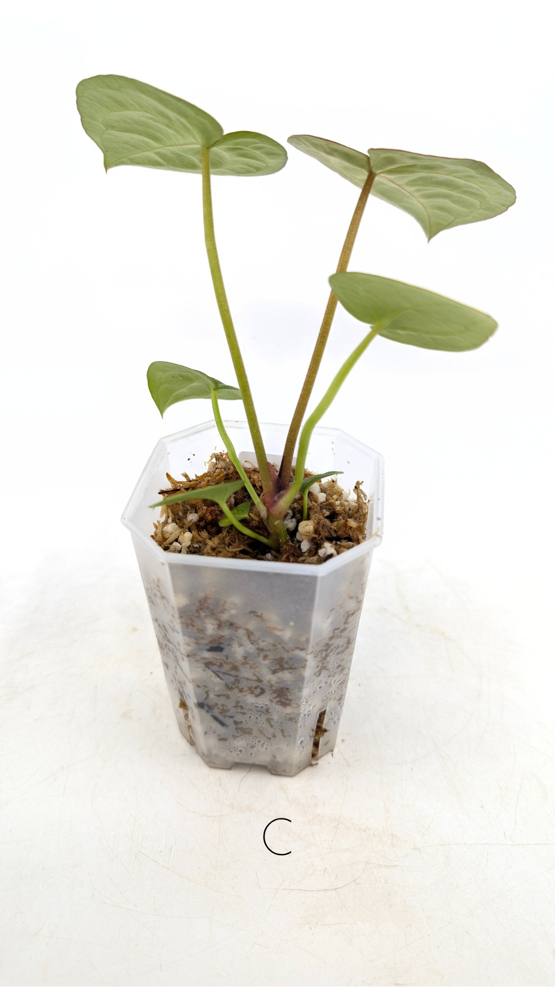 Rare anthurium hybrid Anthurium red dorayaki mutation with Anthurium Michelle by The Leaf Gallery in Perth, Western Australia