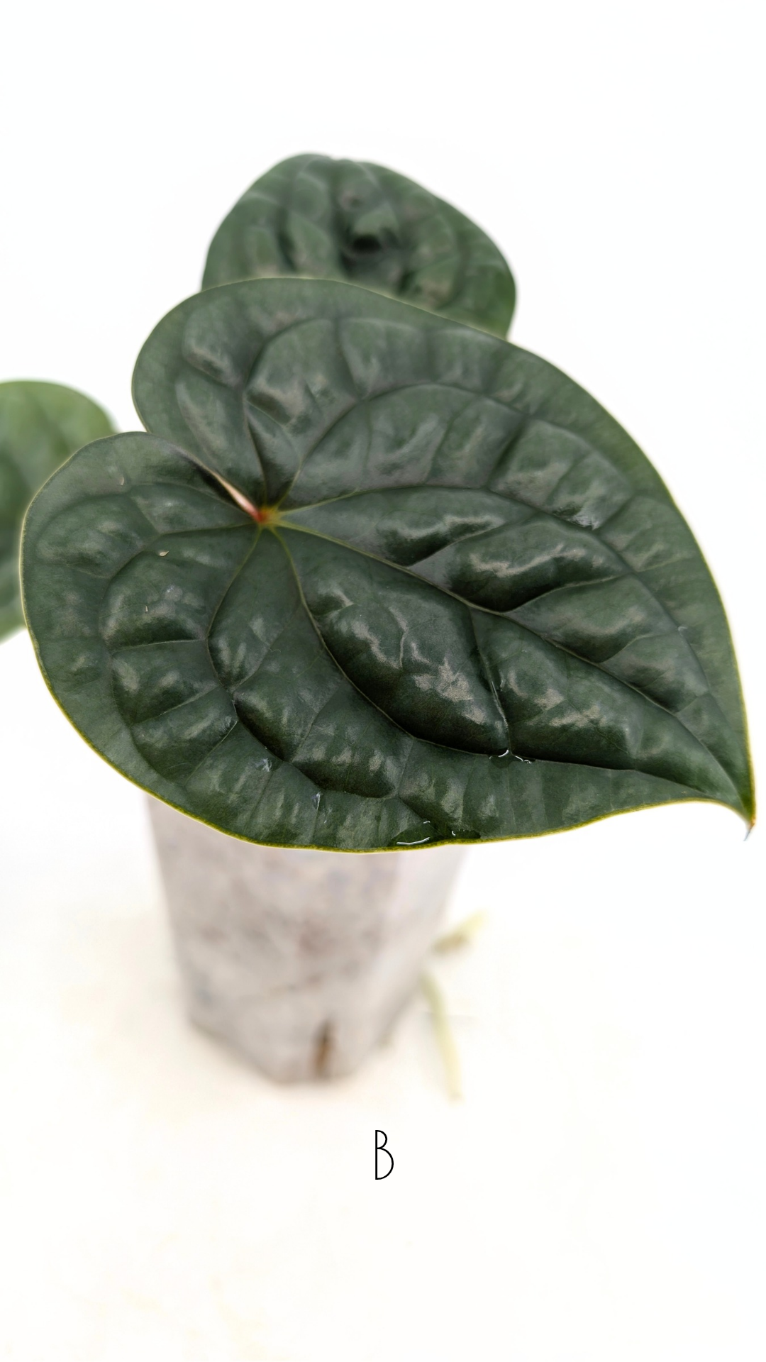 Rare indoor plant Anthurium Luxurians available for sale at rare house plant shop The Leaf Gallery in Perth, Western Australia