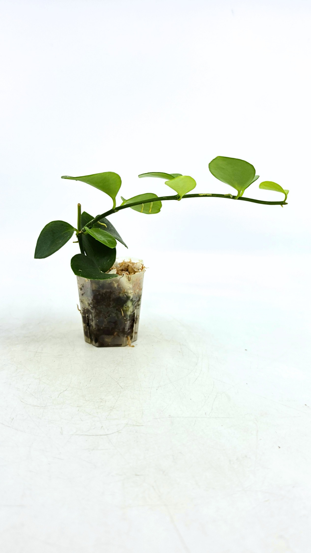 Rare waxplant Hoya Biak Irian Jaya IML1187 available for sale at rare plant shop The Leaf Gallery in Perth, Western Australia