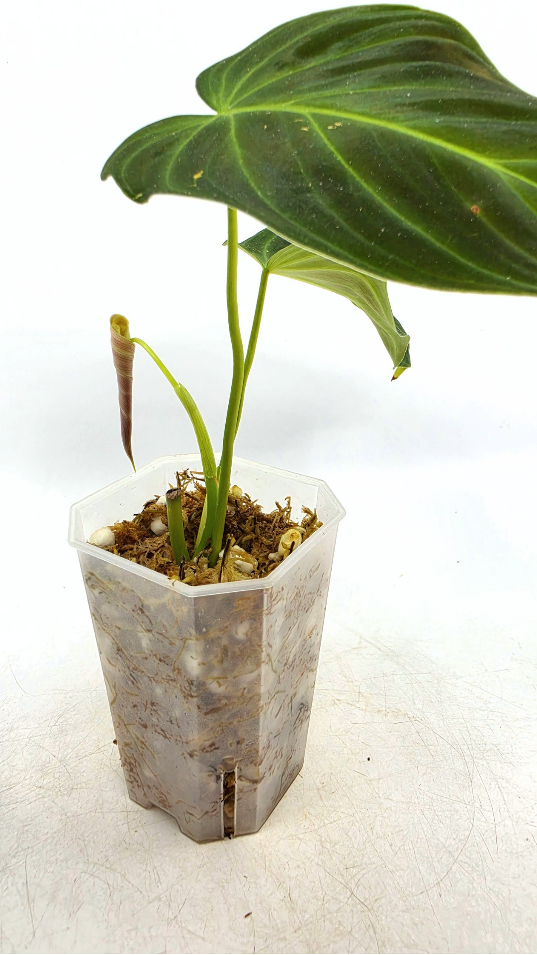 Uncommon indoor plant Philodendron Splendid available for sale at rare house plant shop The Leaf Gallery in Perth, Western Australia