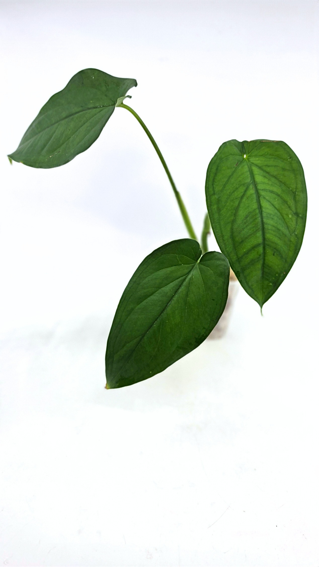 Rare indoor plant Syngonium Chiapense  available from rare houseplant shop The Leaf Gallery in Perth, Western Australia
