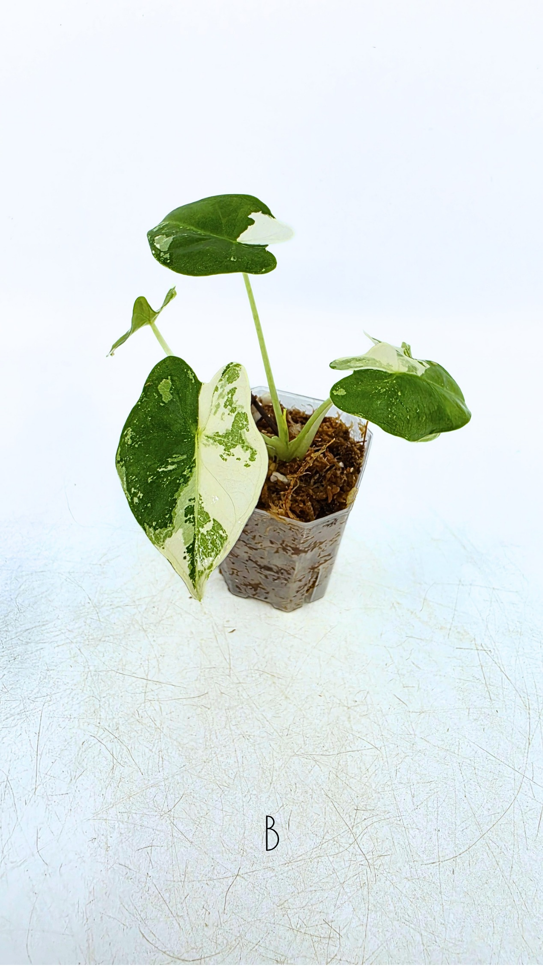 Rare indoor plant Alocasia Frydek Variegated available for sale at rare house plant shop The Leaf Gallery in Perth, Western Australia