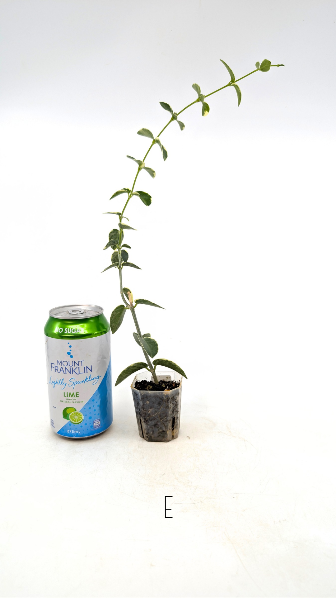 Rare waxplant Hoya Cumingiana Albo available for sale at rare indoor plant shop The Leaf Gallery in Perth, Western Australia