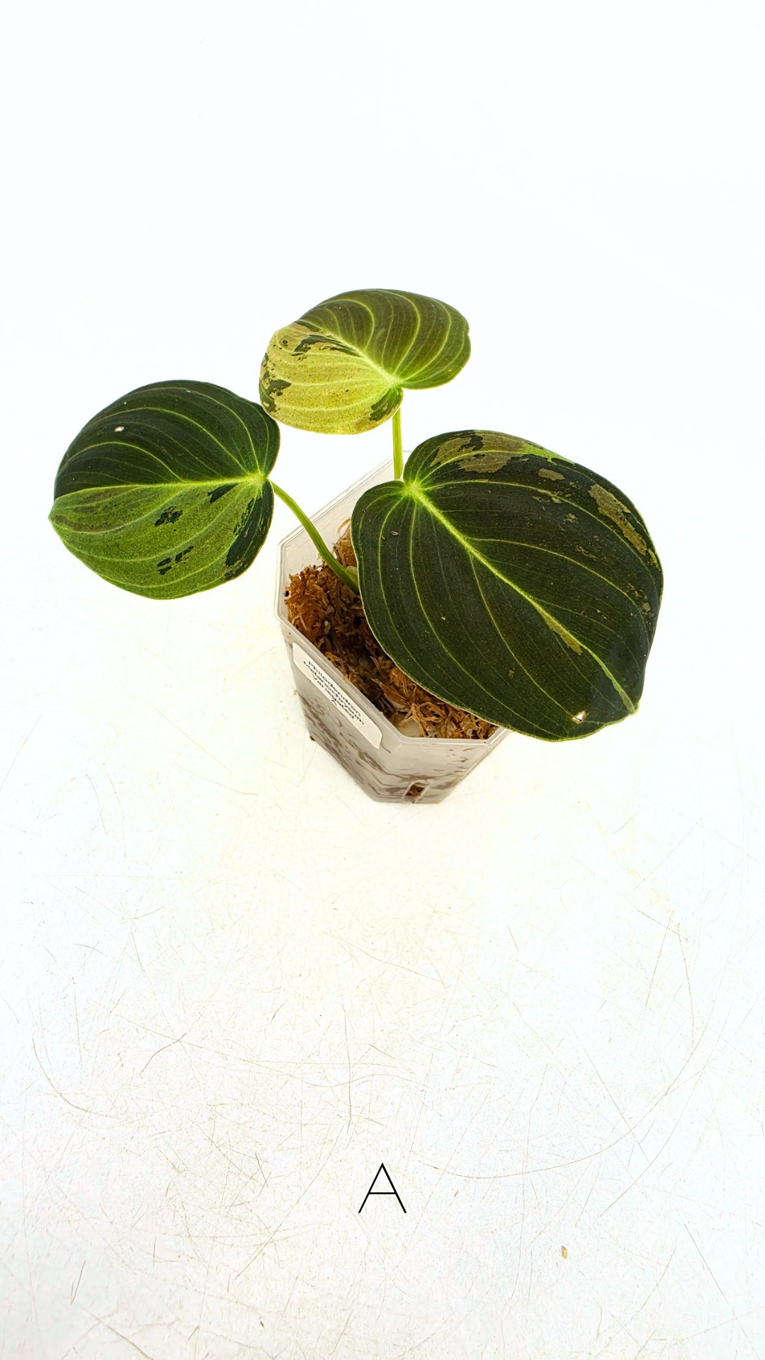 Rare plant Philodendron Melanochrysum Varigated available for sale at rare plant shop The Leaf Gallery in Perth, Western Australia