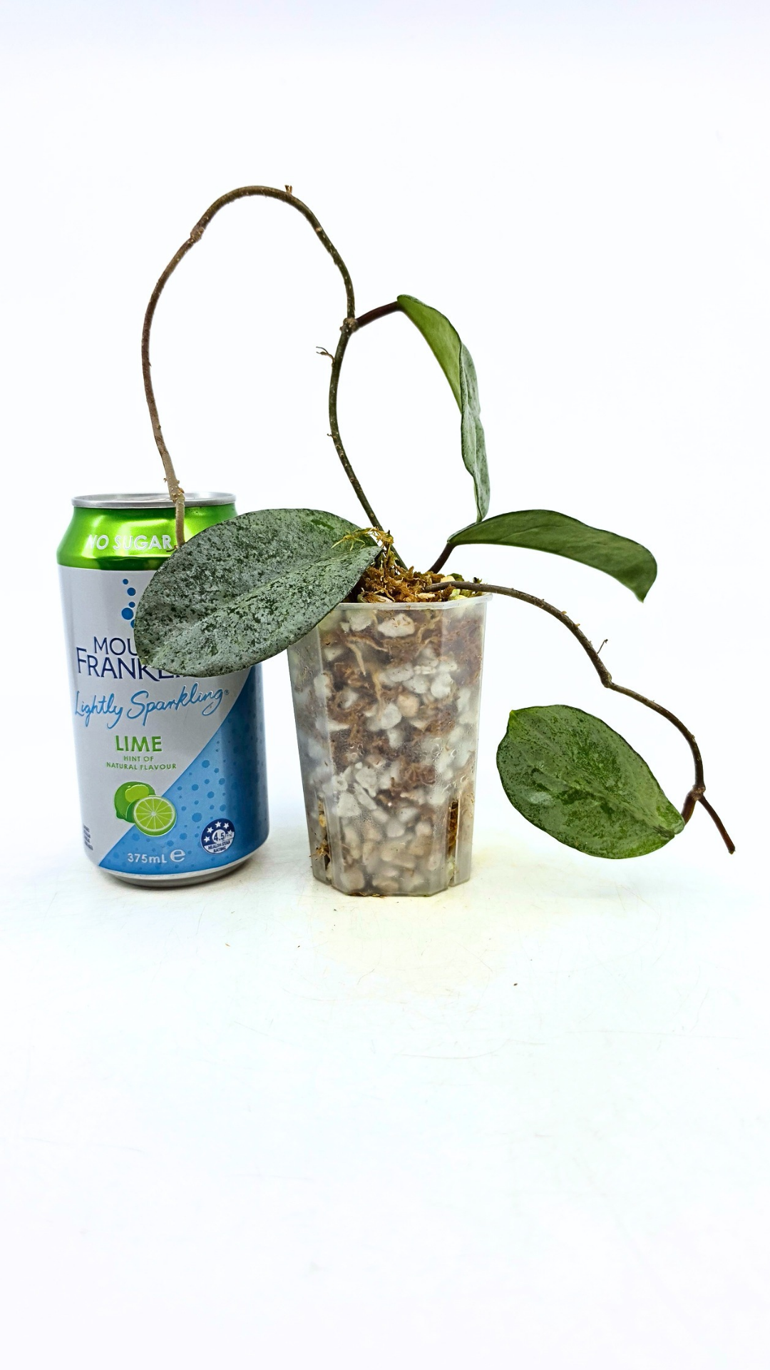 Rare waxplant plant Hoya Carnosa Grey Ghost available at rare plant shop The Leaf Gallery in Perth, Western Australia