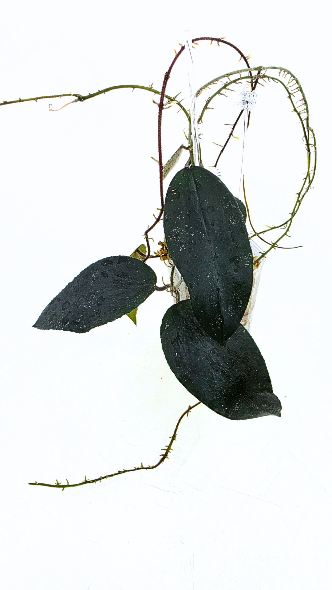 Rare Hoya Caudata Sumatra available for sale by rare indoor plant shop The Leaf Gallery in Perth, Western Australia