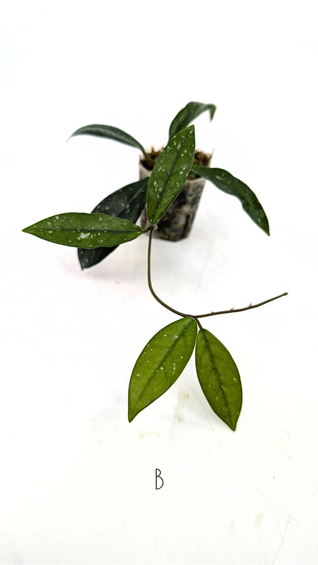 Rare indoor plant hoya wilbur graves propagated by and available for sale at rare plant shop The Leaf Gallery in Perth.