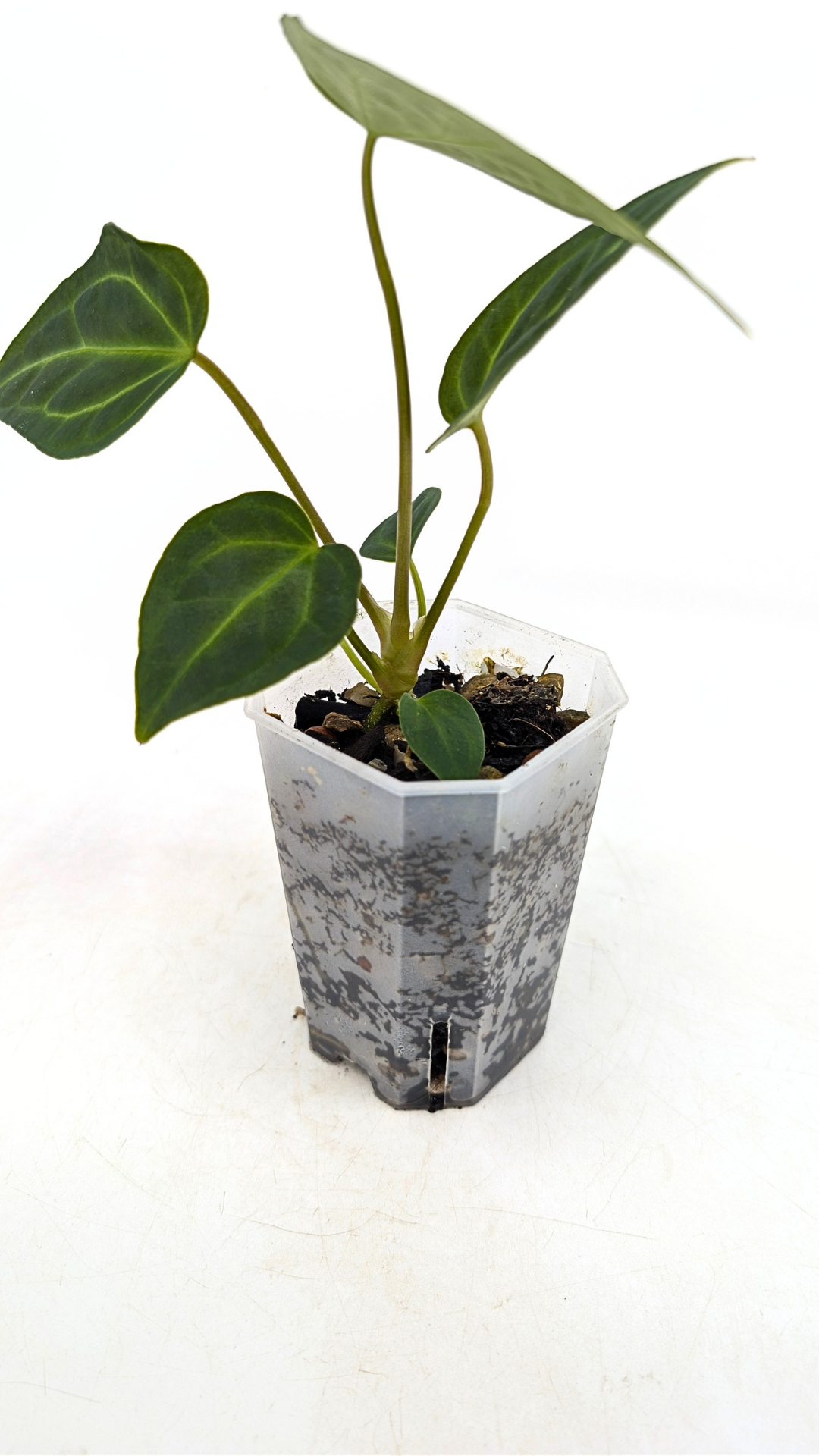 Rare indoor plant pure Anthurium Regale seedlings available for sale at rare house plant shop The Leaf Gallery in Perth, Western Australia