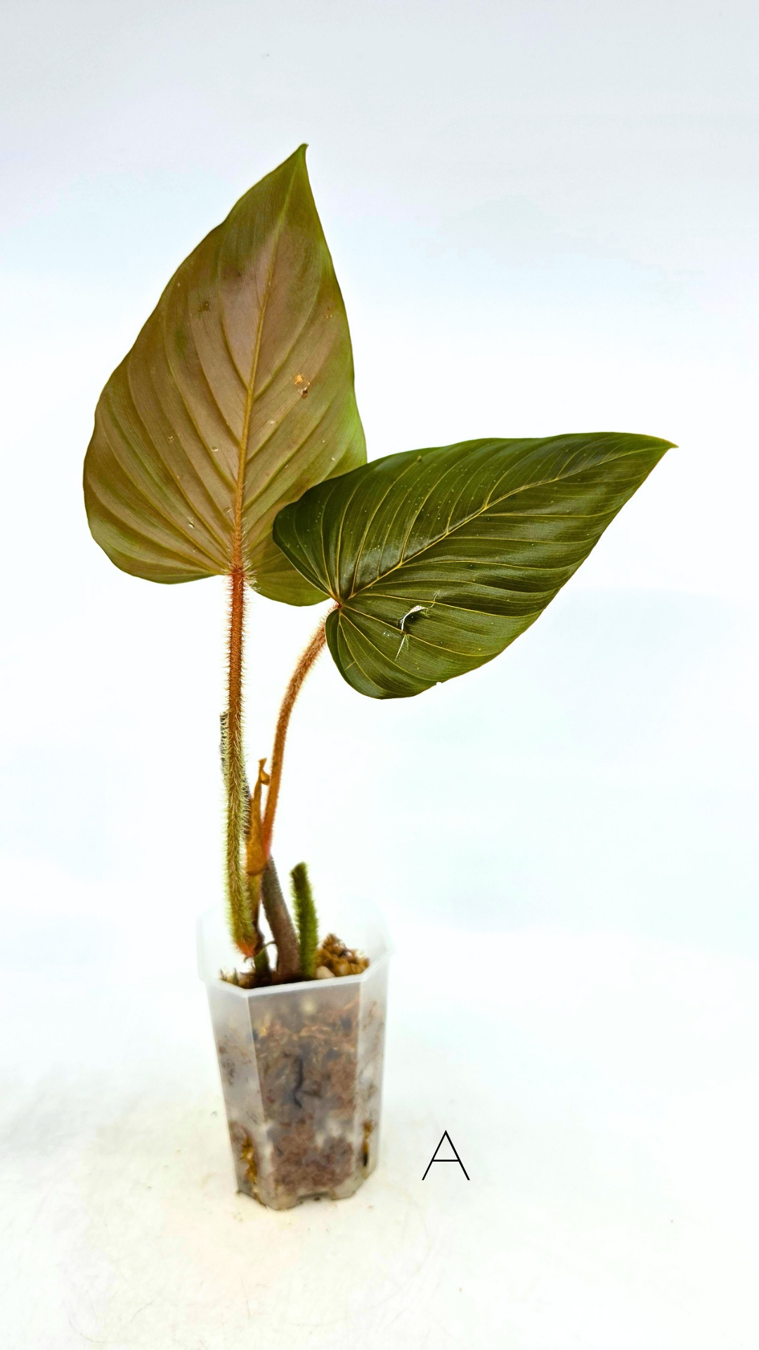 Rare plant philodendron squamicaule pink available at rare plant shop The Leaf Gallery in Perth, Western Australia