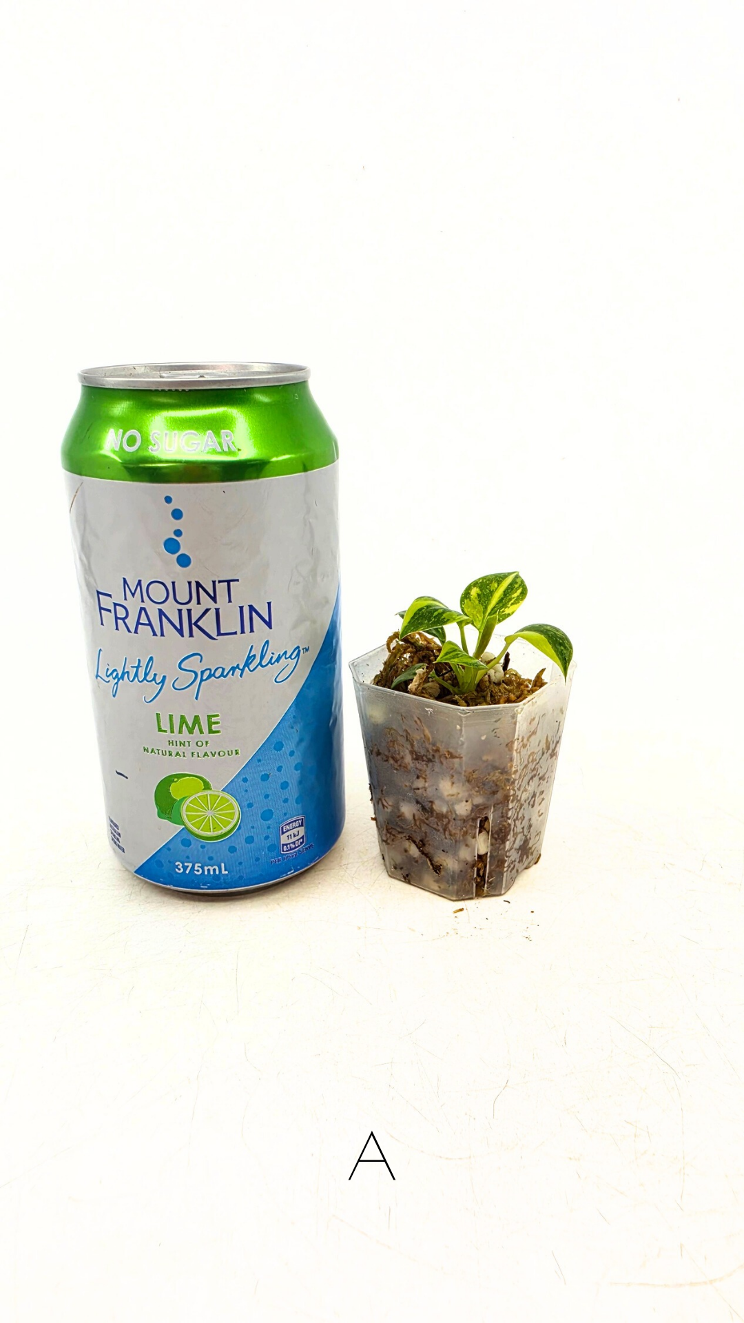 Rare indoor plant Green Congo Hybrid (Nuclear) Varigated available for sale at rare plant shop The Leaf Gallery in Perth, Western Australia