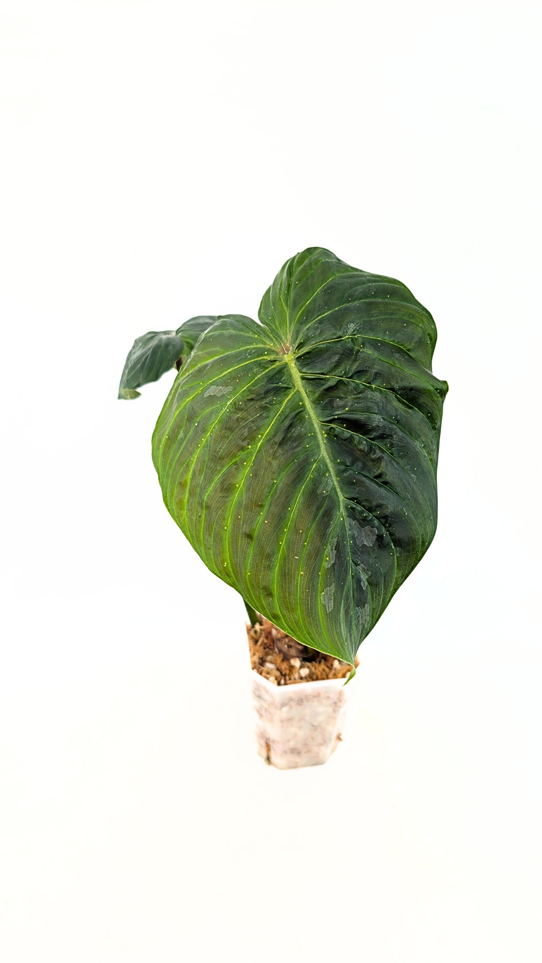 Rare indoor plant Philodendron Majestic available at rare plant shop The Leaf Gallery in Perth, Western Australia
