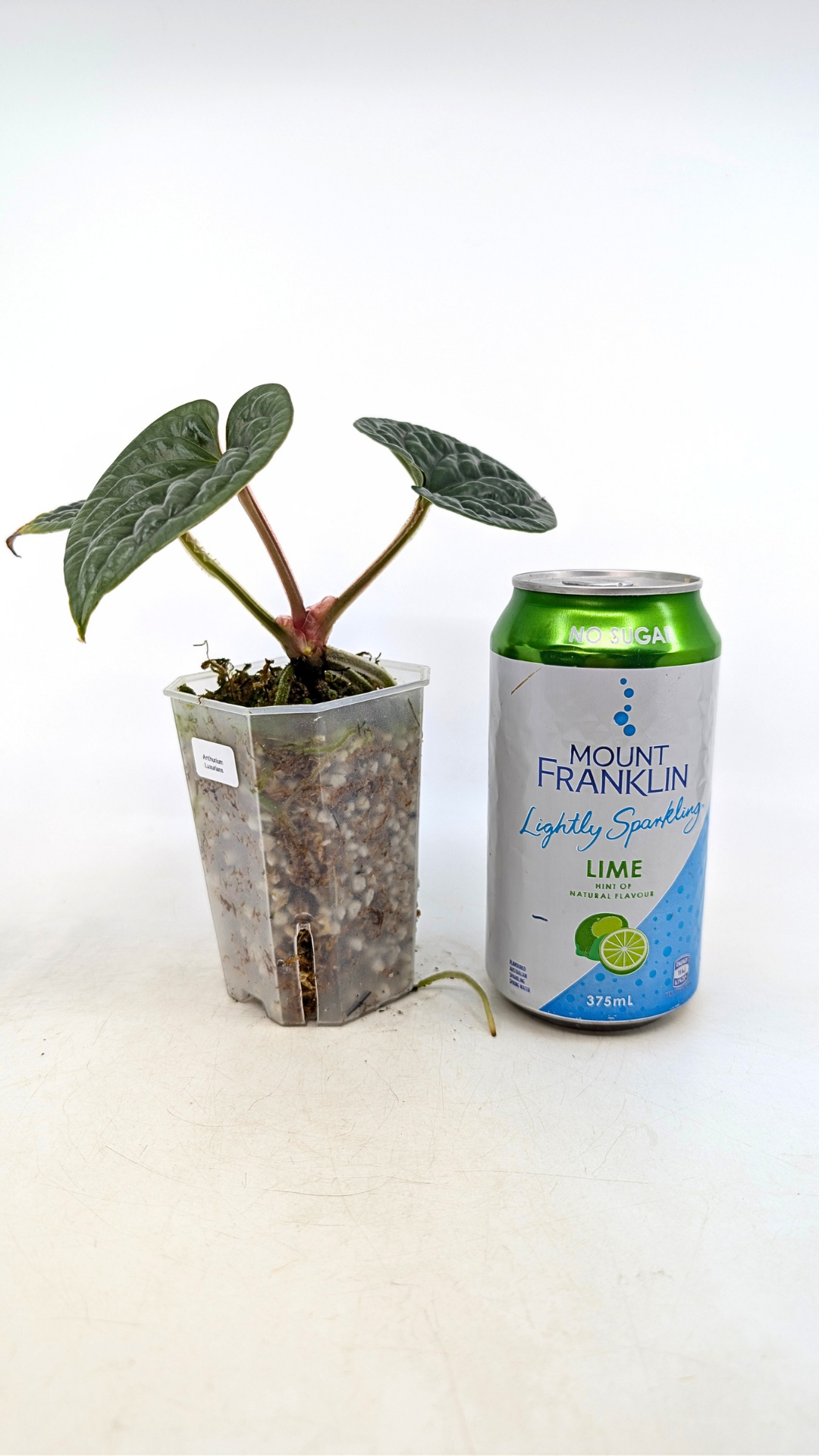 Rare indoor plant Anthurium Luxurians available for sale at rare house plant shop The Leaf Gallery in Perth, Western Australia