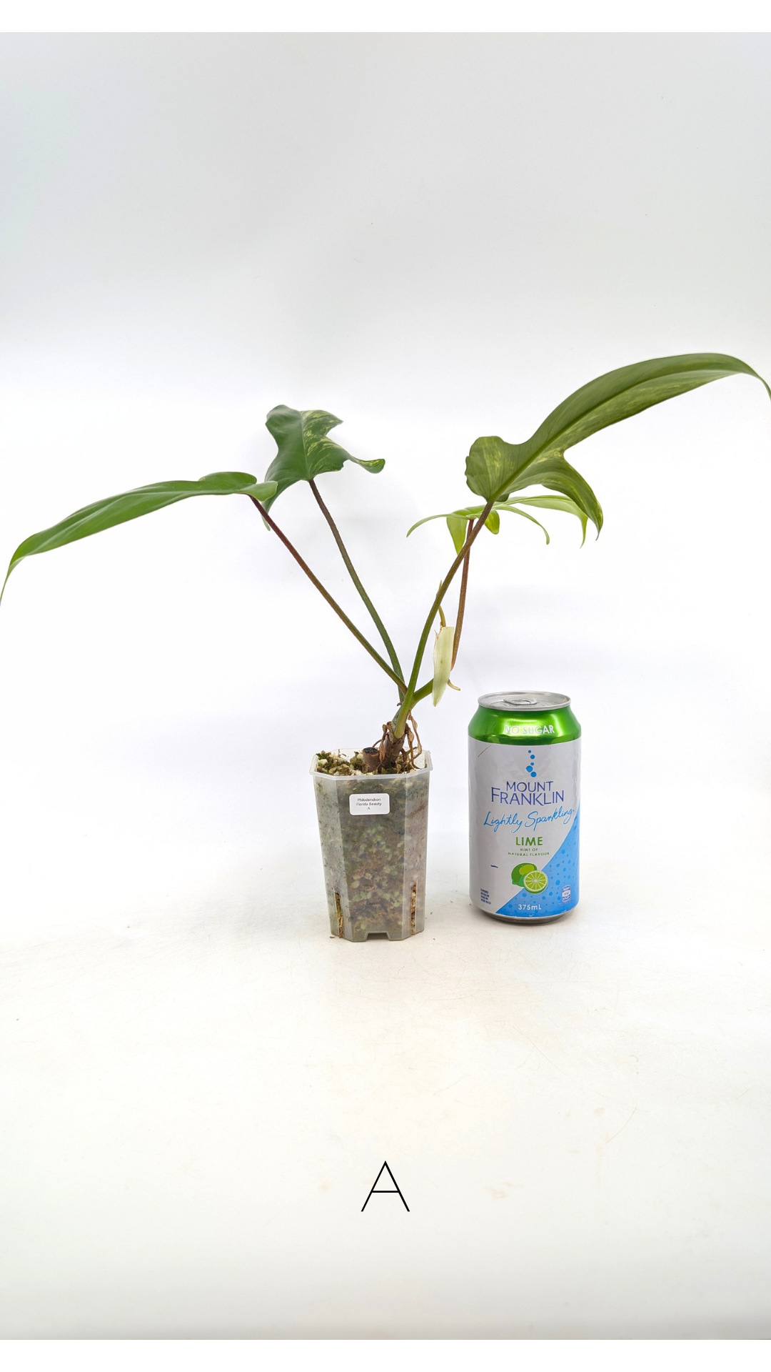 Rare indoor plant Philodendron Florida Beauty Varigated available at rare plant shop The Leaf Gallery in Perth, Western Australia