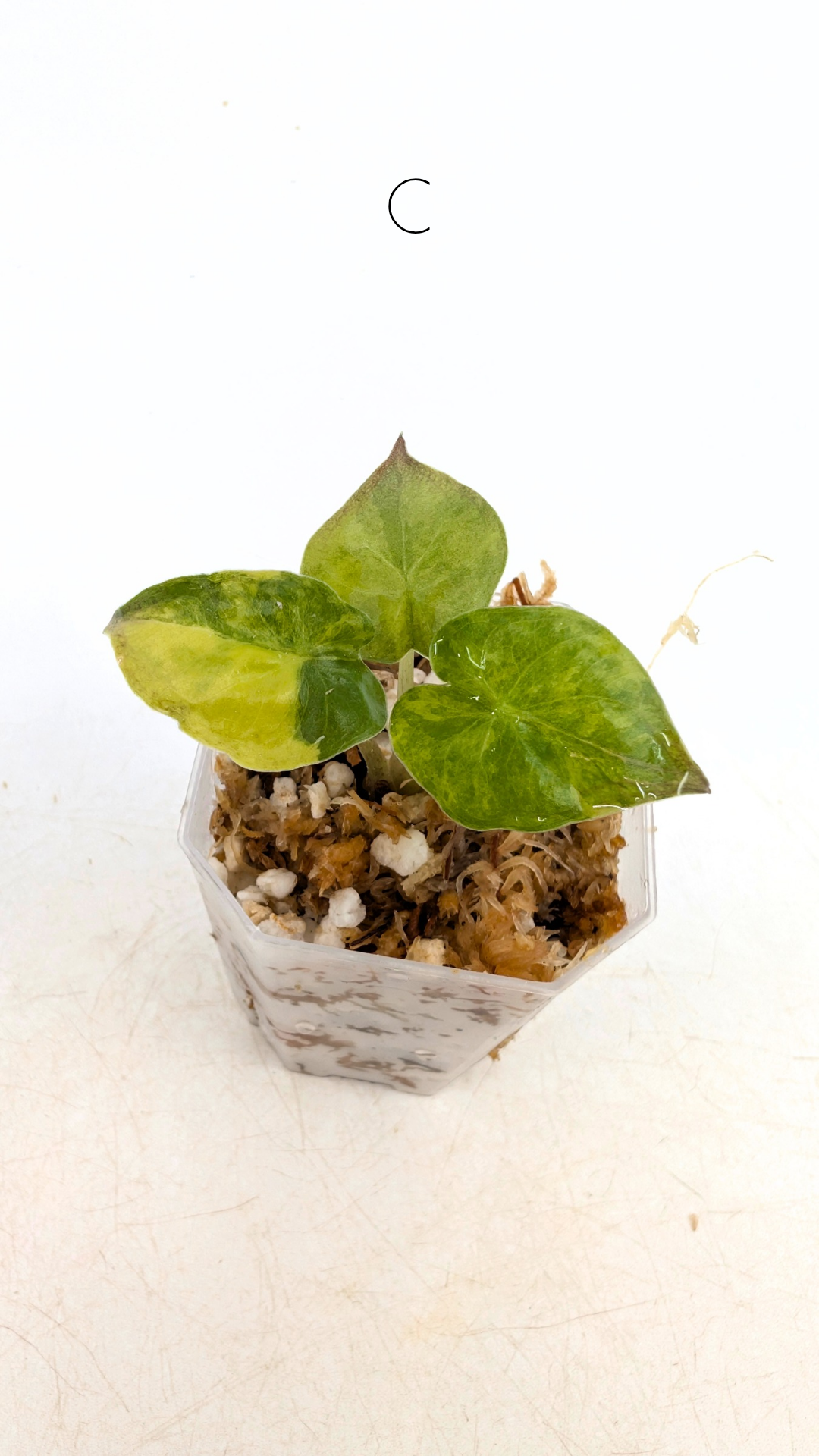 Rare indoor plant Alocasia Wentii Variegated available for sale at rare house plant shop The Leaf Gallery in Perth, Western Australia