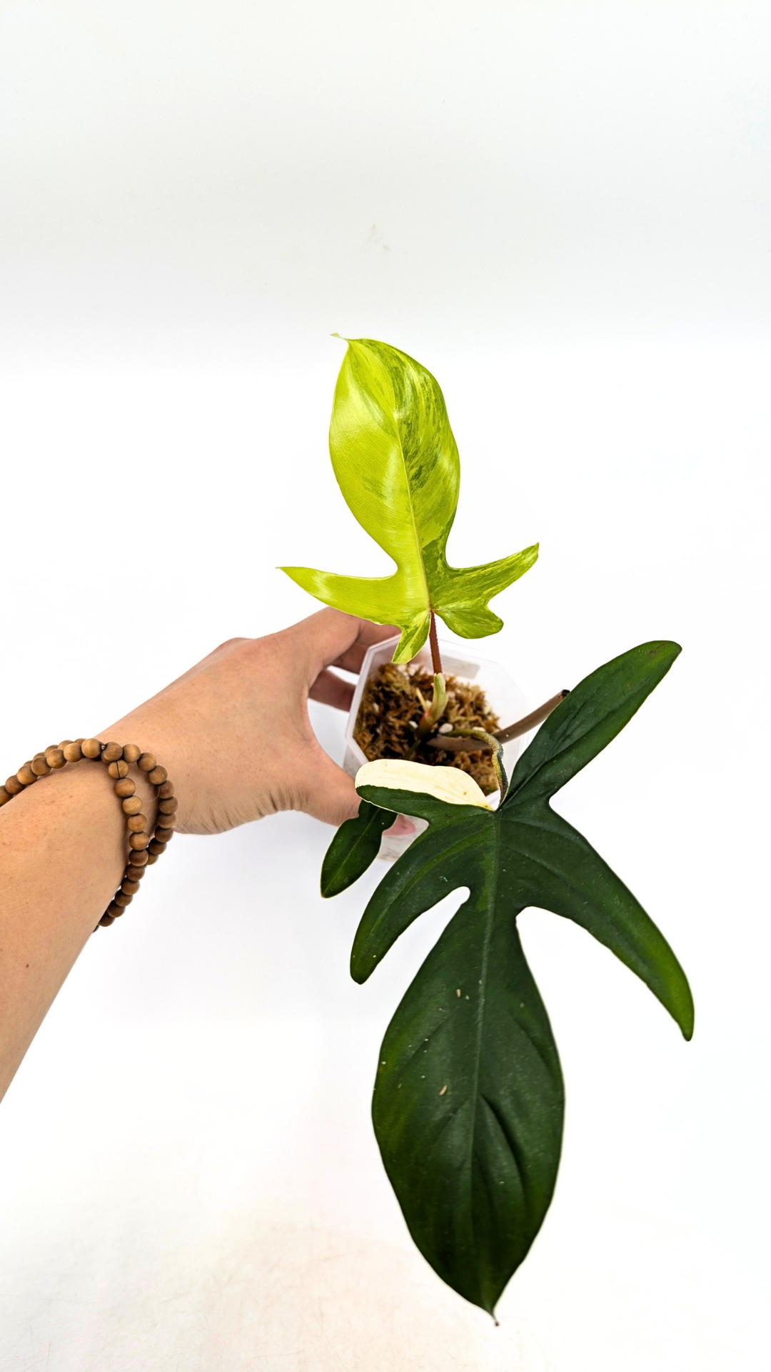 Rare indoor plant Philodendron Florida Beauty Varigated available at rare plant shop The Leaf Gallery in Perth, Western Australia