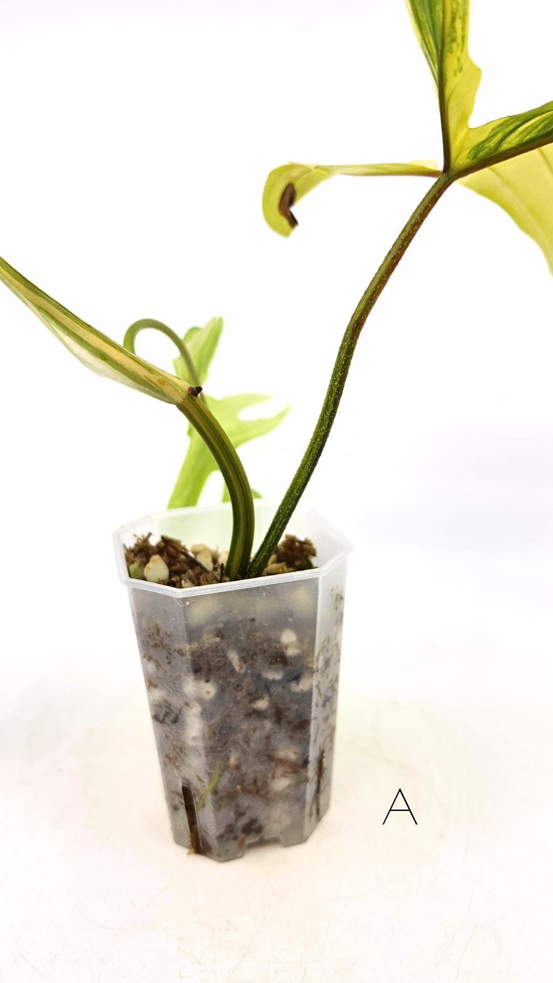 Rare indoor plant Philodendron Florida Beauty Varigated available at rare plant shop The Leaf Gallery in Perth, Western Australia