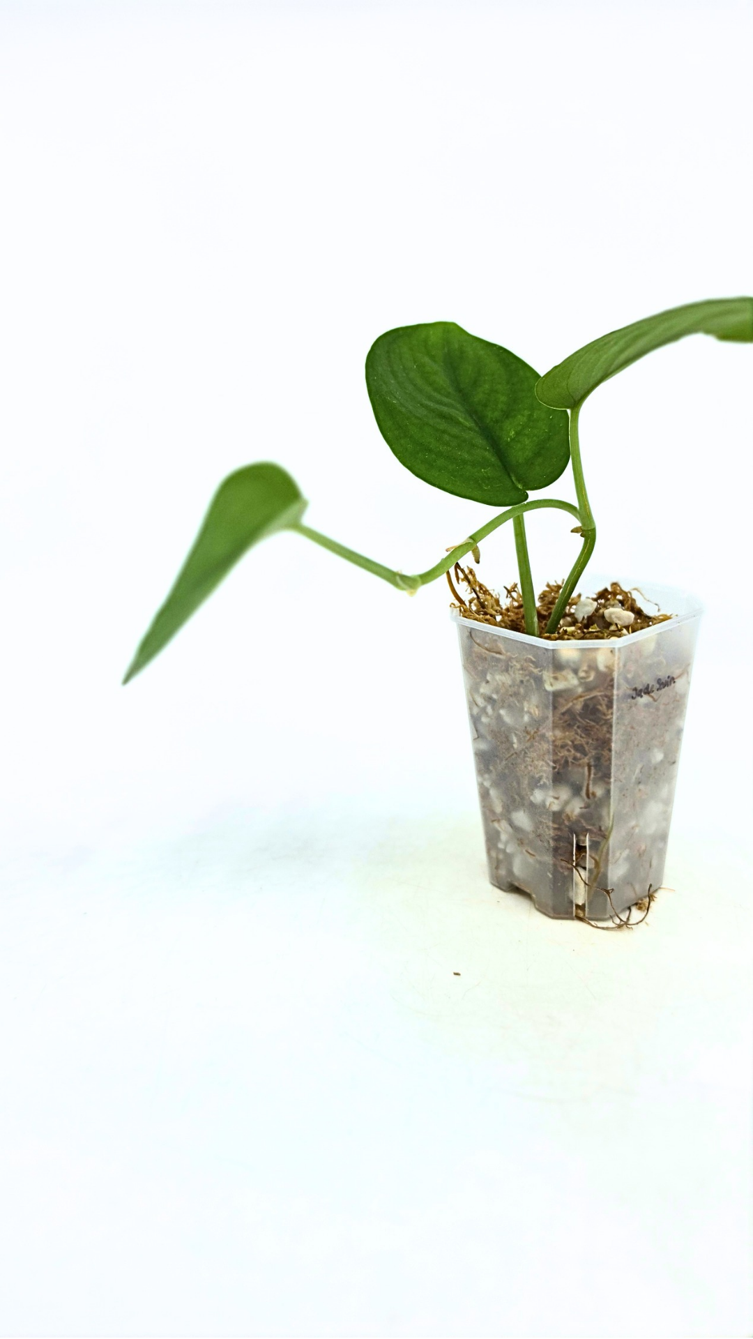 Rare indoor plant Scindapsus Jade Satin available for sale at rare plant shop The Leaf Gallery in Perth, Western Australia
