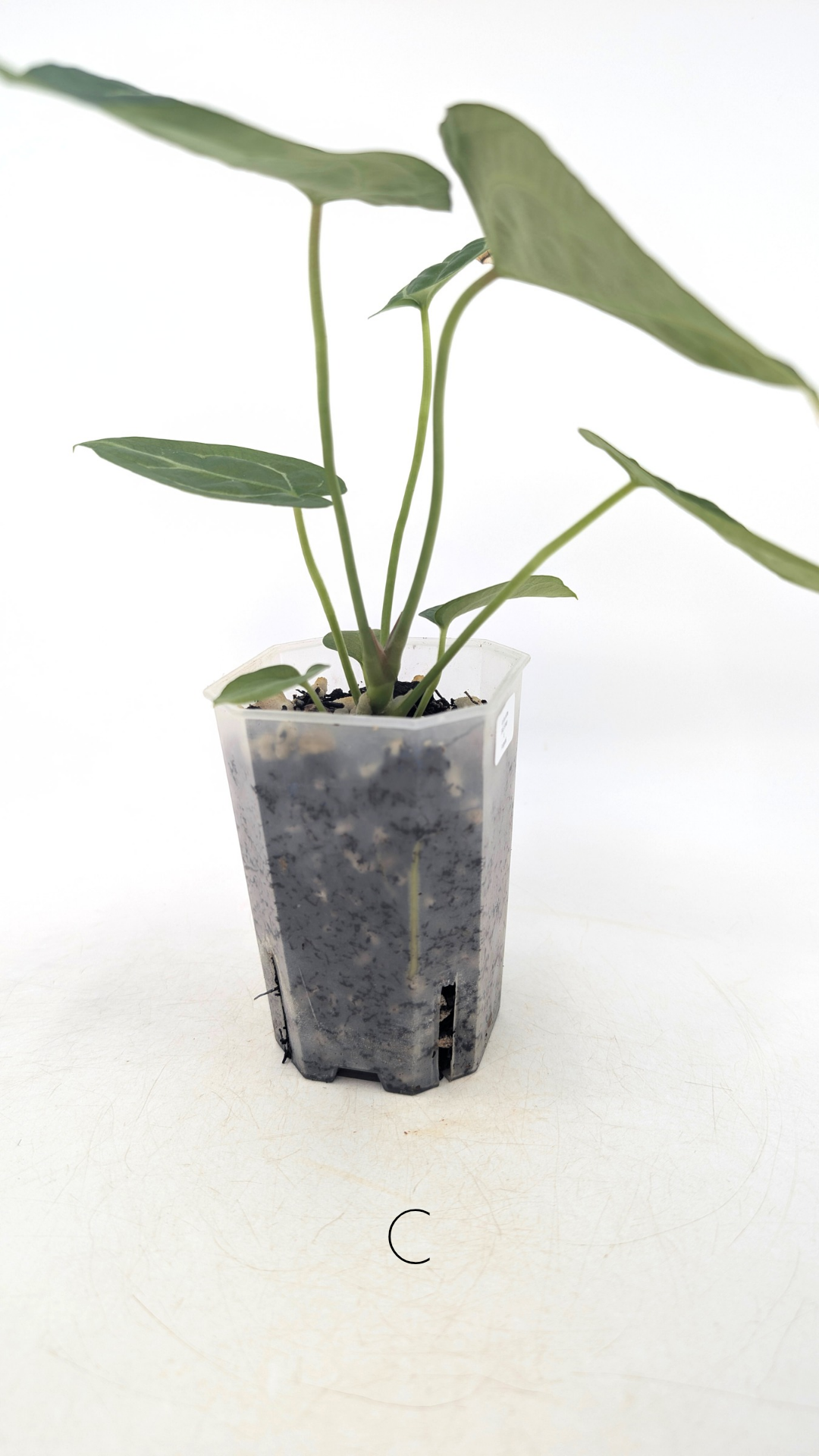 Rare indoor plant Anthurium SKG Silver with Anthurium Forgetii hybrid available at rare plant shop The Leaf Gallery in Perth, Western Australia