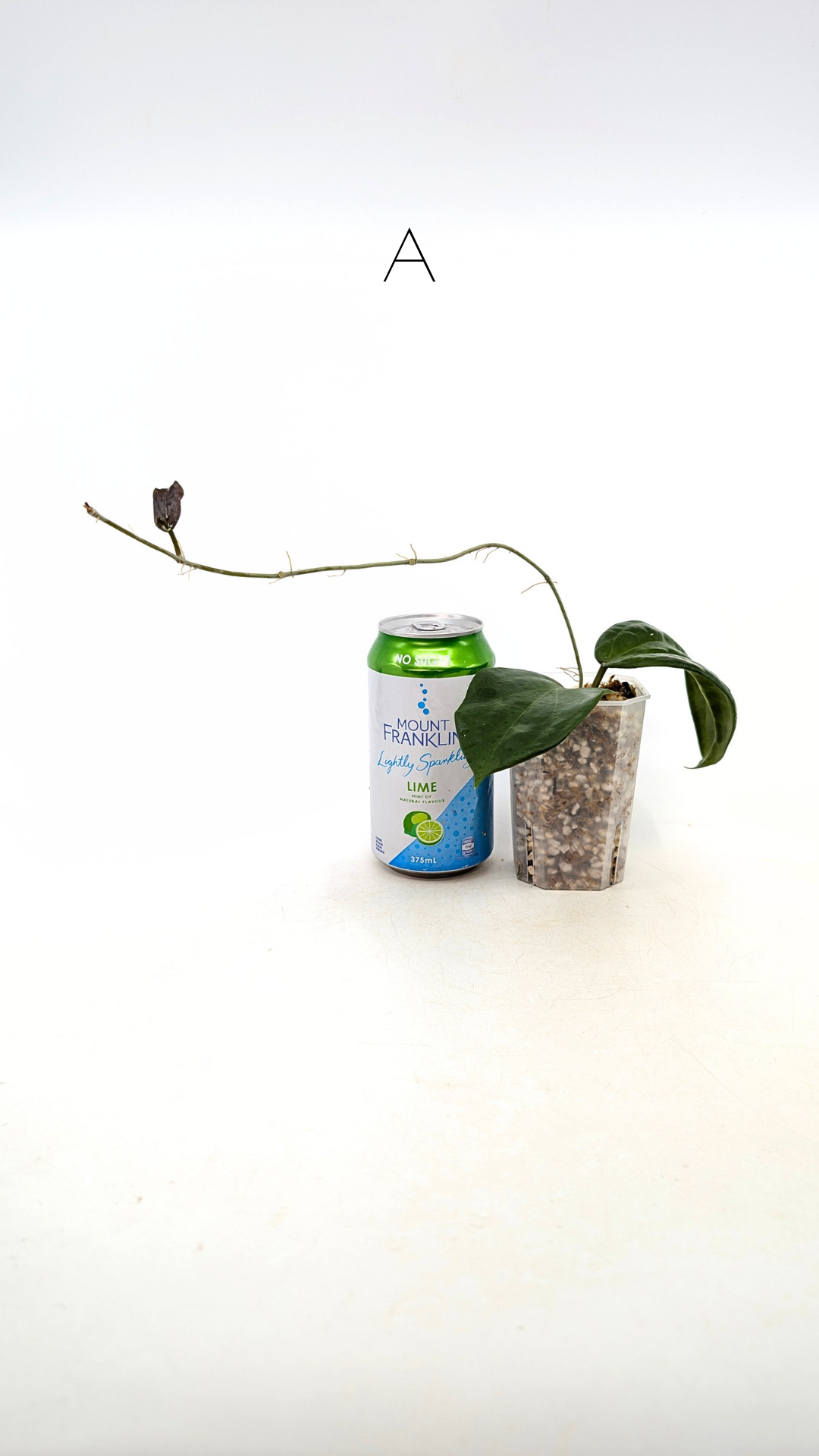 Rare waxplant Hoya Pentaphlebia available for sale at rare indoor plant shop The Leaf Gallery in Perth, Western Australia