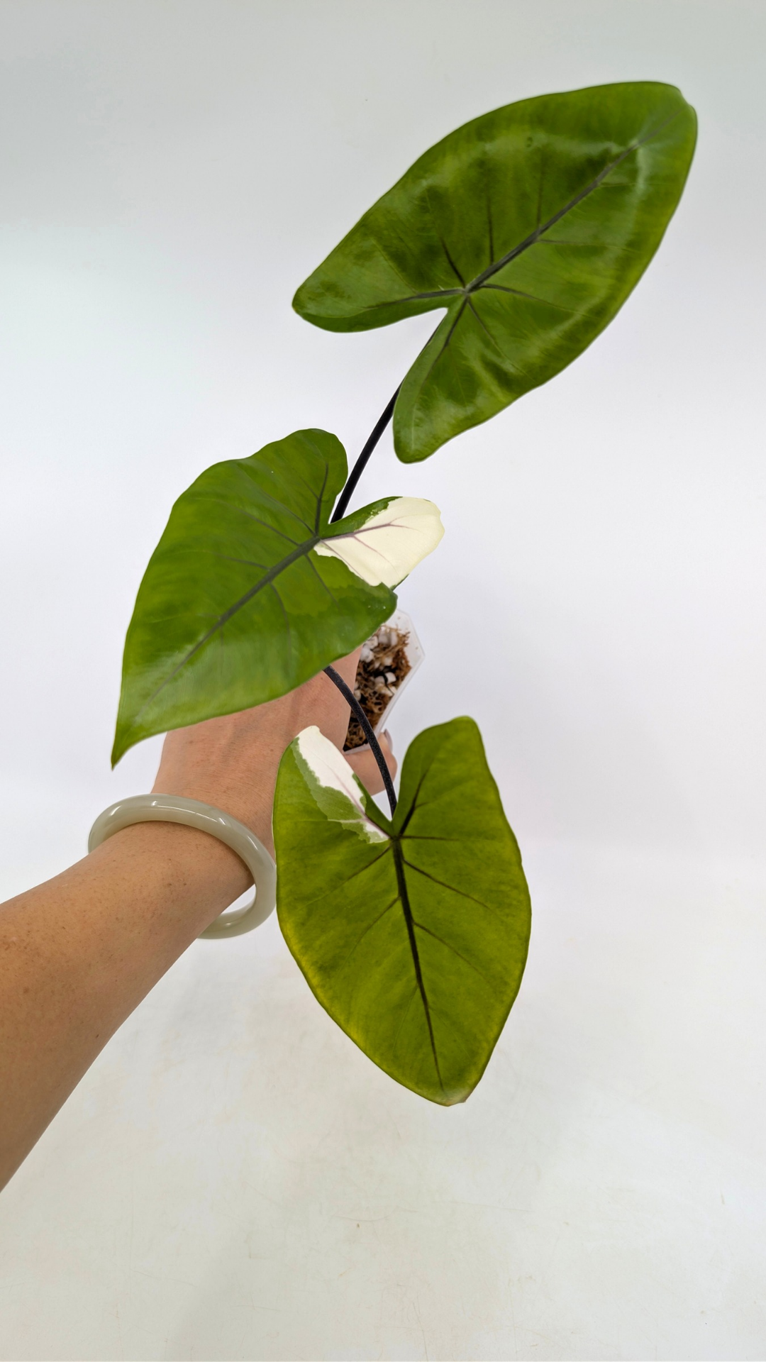 Rare indoor plant Alocasia Macrorrhiza Black Stem Variegated from The Leaf Gallery in Perth, Western Australia