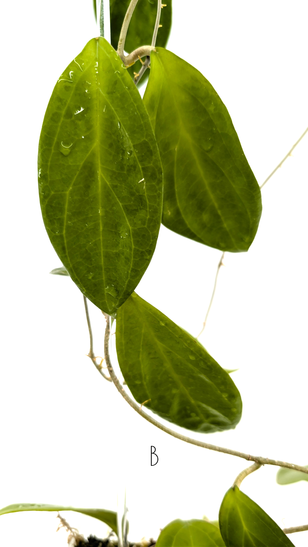 Rare waxplant Hoya UTC033 available for sale at rare indoor plant shop The Leaf Gallery in Perth, Western Australia