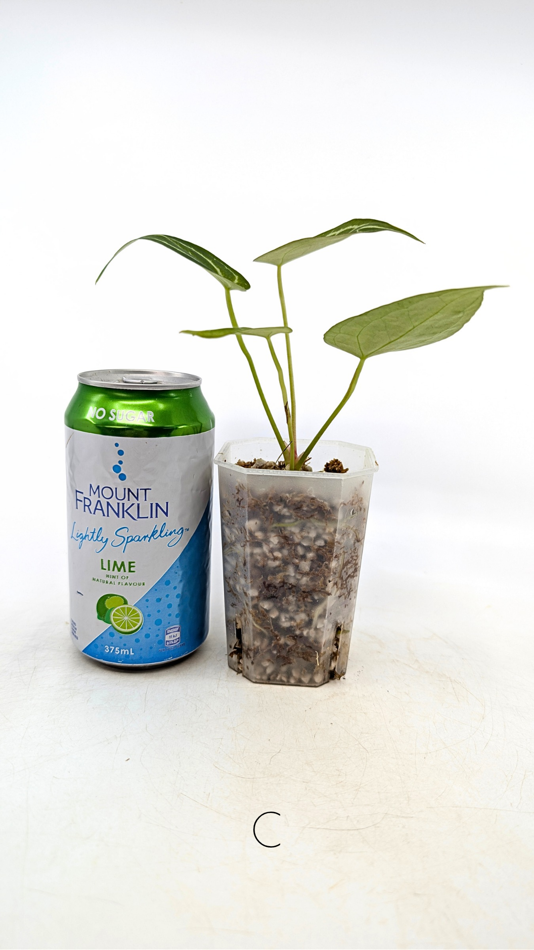 Rare anthurium hybrid Dark Forgetii cross with Anthurium Silver blush available for sale at rare plant shop The Leaf Gallery in Perth, Western Australia