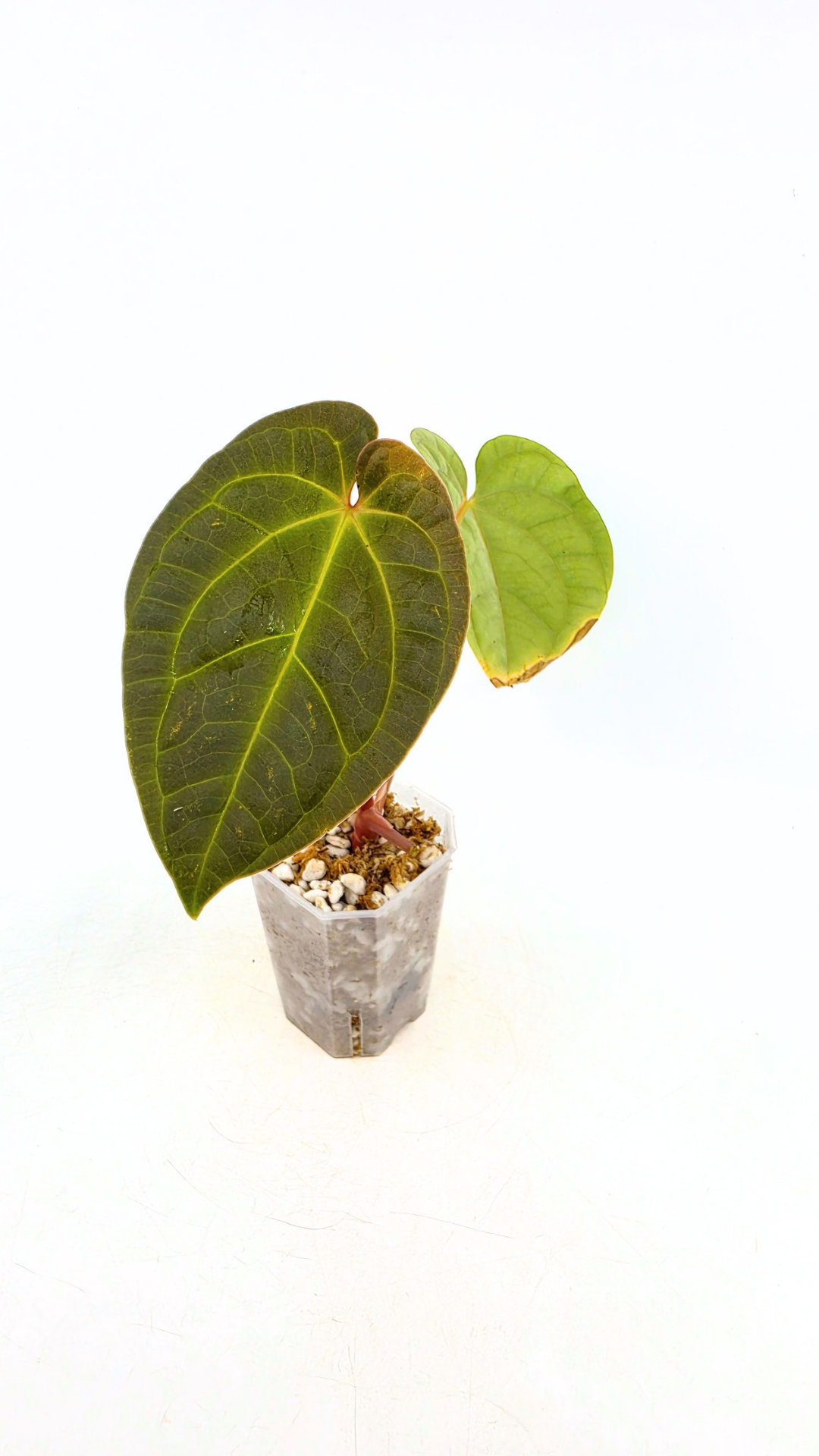 Rare Anthurium hybrid Silver Blush X Luxurians available for sale at rare indoor plant shop The Leaf Gallery in Perth, Western Australia