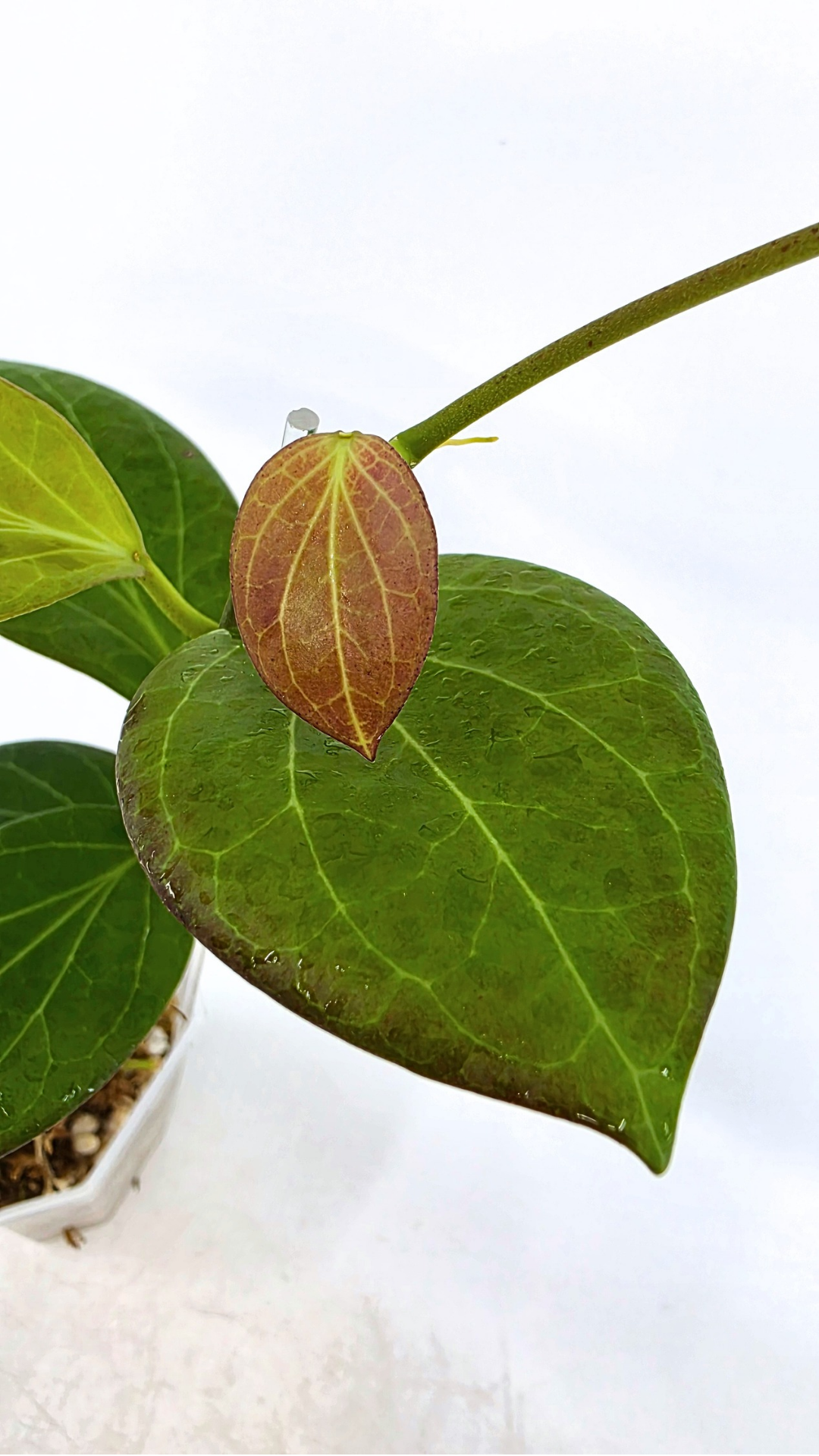 Rare waxplant Hoya Hellwigiana IML1101 available for sale at rare plant shop The Leaf Gallery in Perth, Western Australia