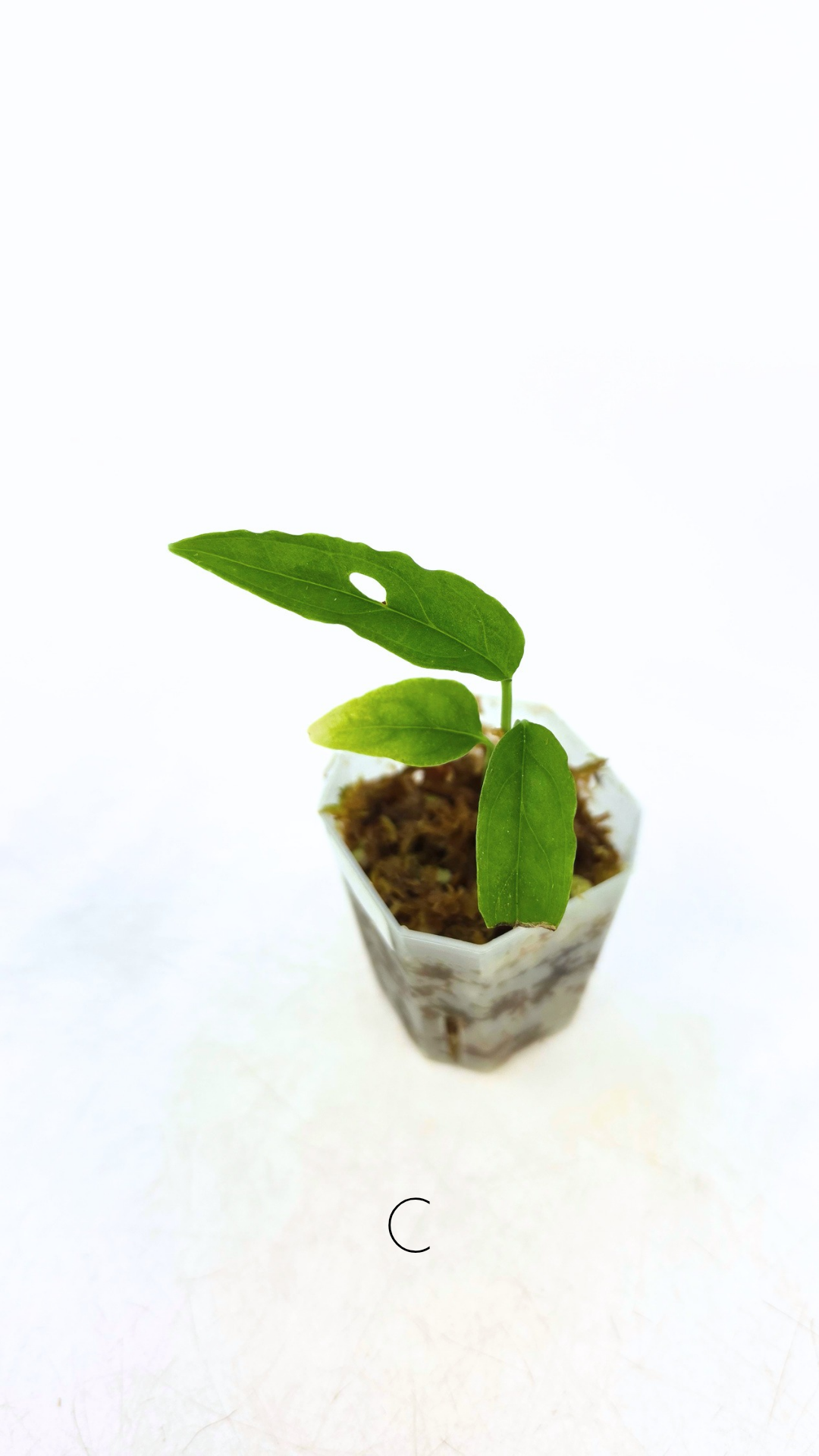 Rare indoor plant Monstera Obliqua Peru available for sale at rare house plant shop The Leaf Gallery in Perth, Western Australia