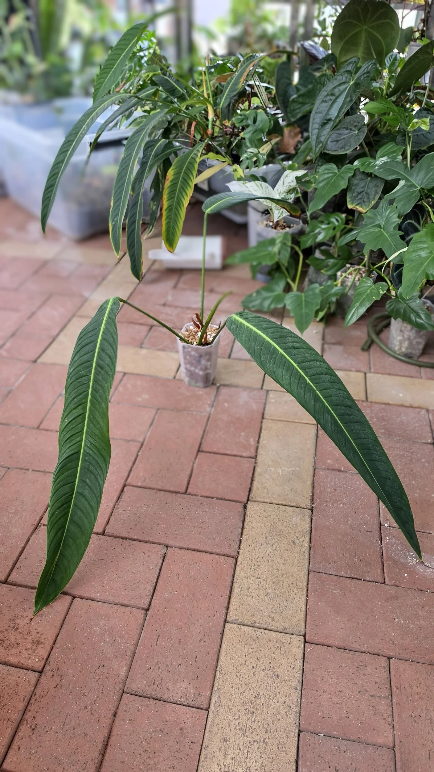 Rare Indoor Plant Philodendron Heterocraspedon for sale at rare plant shop The Leaf Gallery in Perth, Western Australia