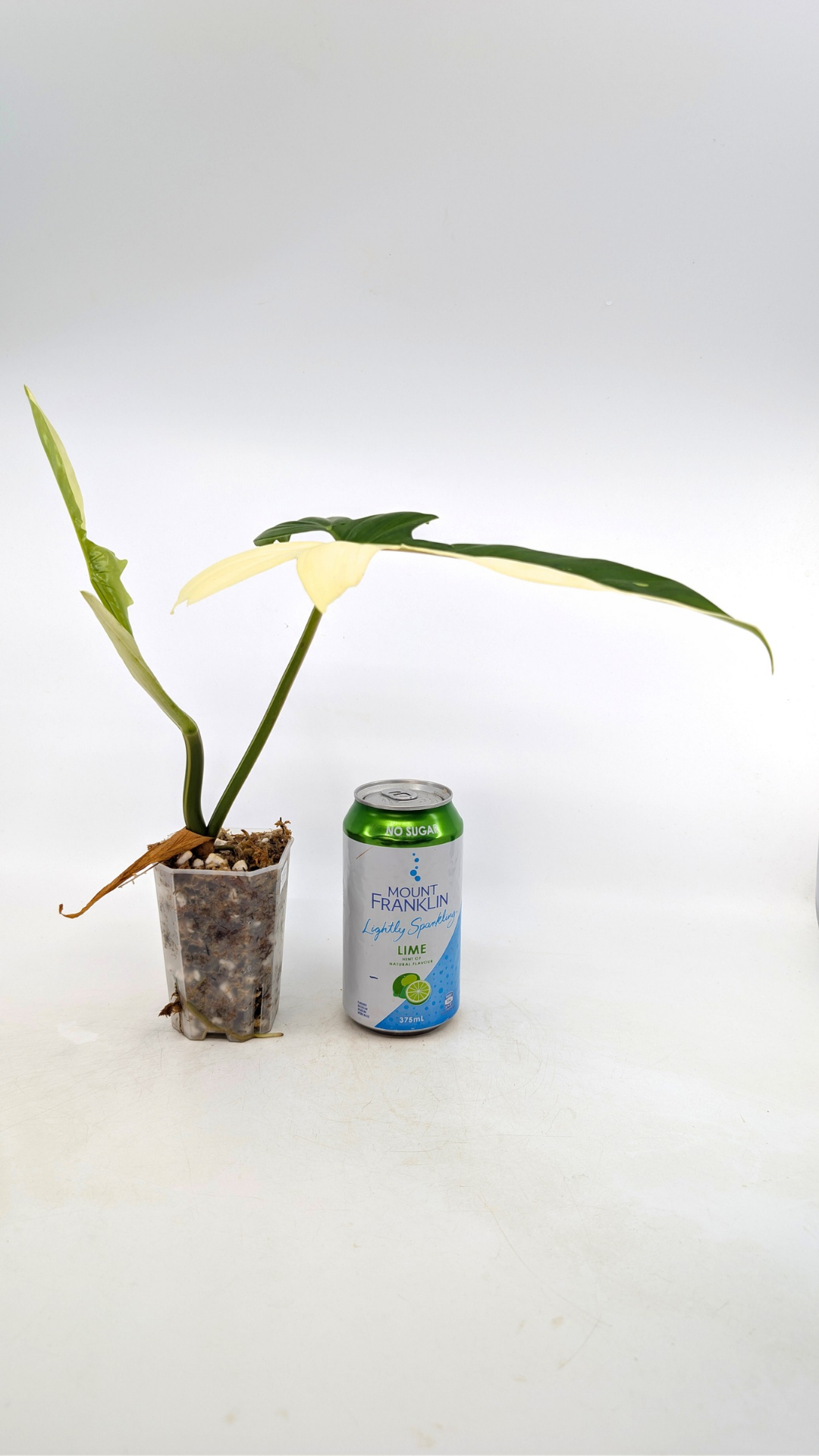 Single plants upload_20251220_113506_0004.png