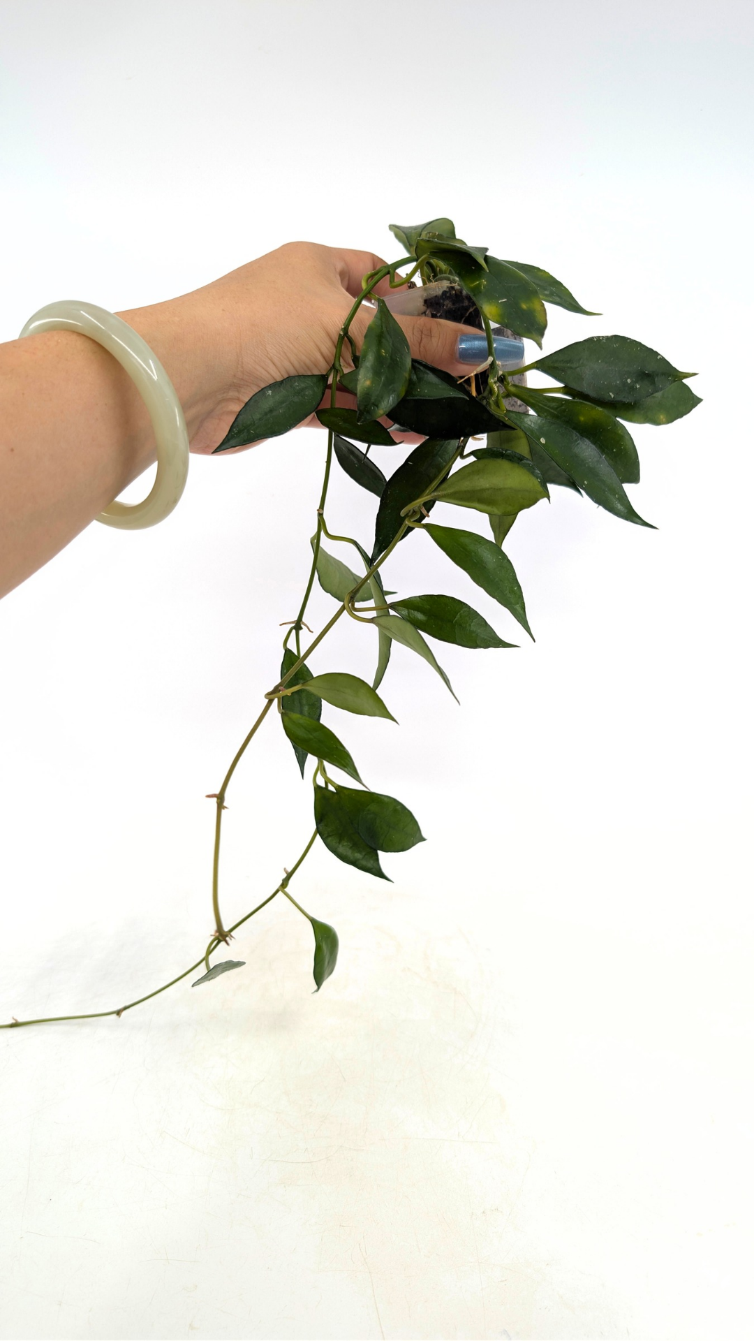 Rare waxplant Hoya Giant available for sale at rare plant shop The Leaf Gallery in Perth, Western Australia