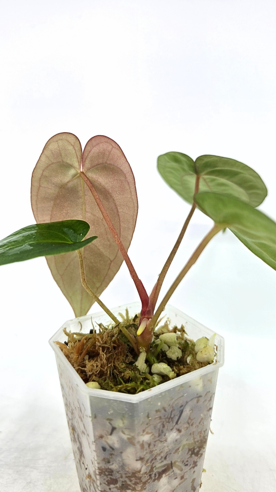Rare indoor plant Anthurium Papillilaminum pure clone available from rare house plant shop The Leaf Gallery in Perth, Western Australia