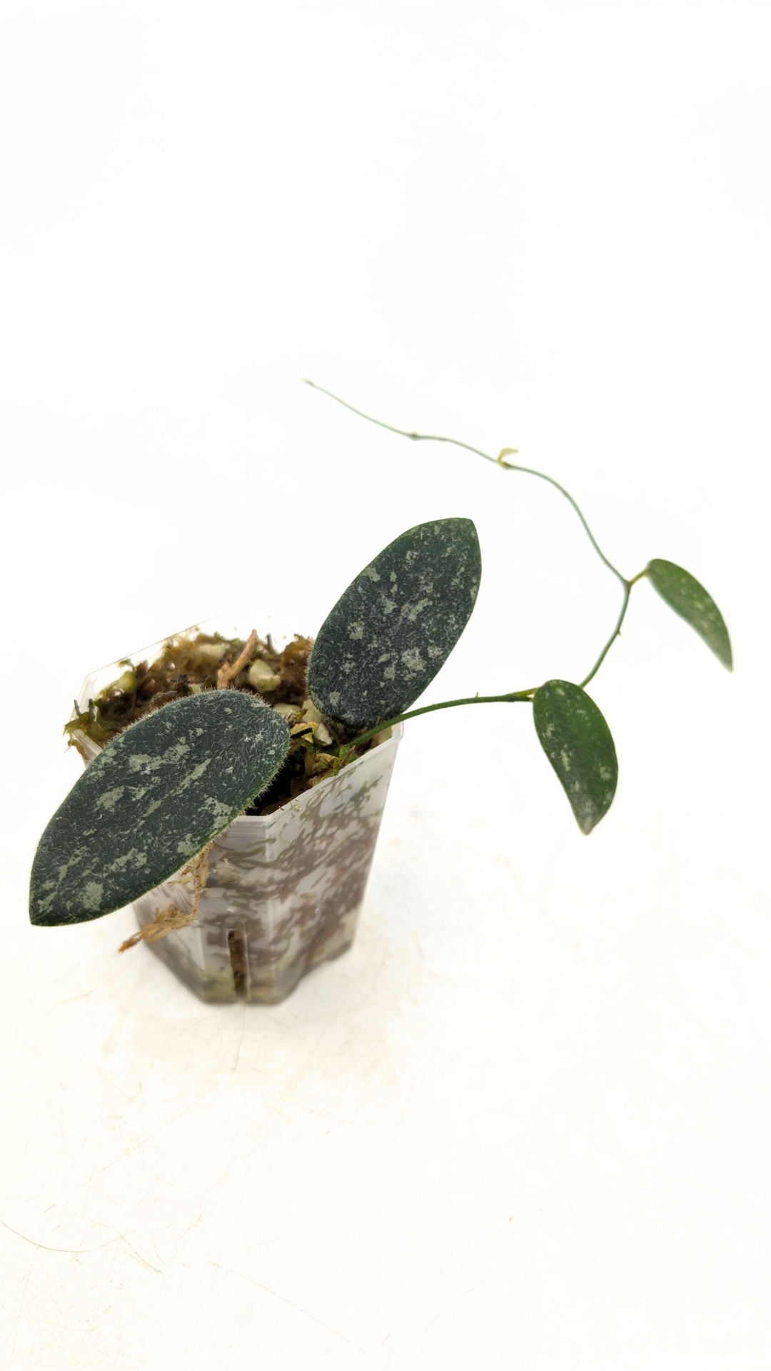 Rare plant Hoya Thomsonii IML 1177 available at rare plant shop The Leaf gallery in Perth, Western Australia