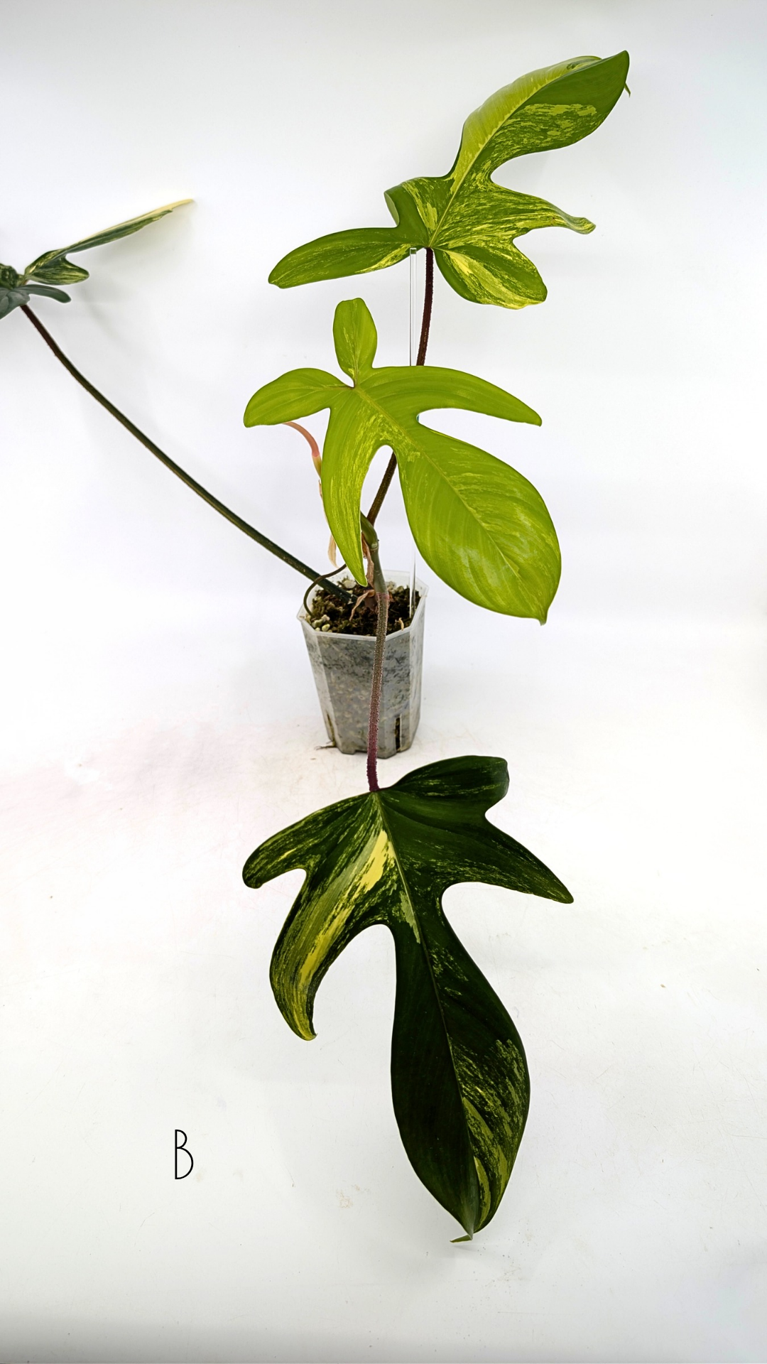 Rare indoor plant Philodendron Florida Beauty Varigated available at rare plant shop The Leaf Gallery in Perth, Western Australia