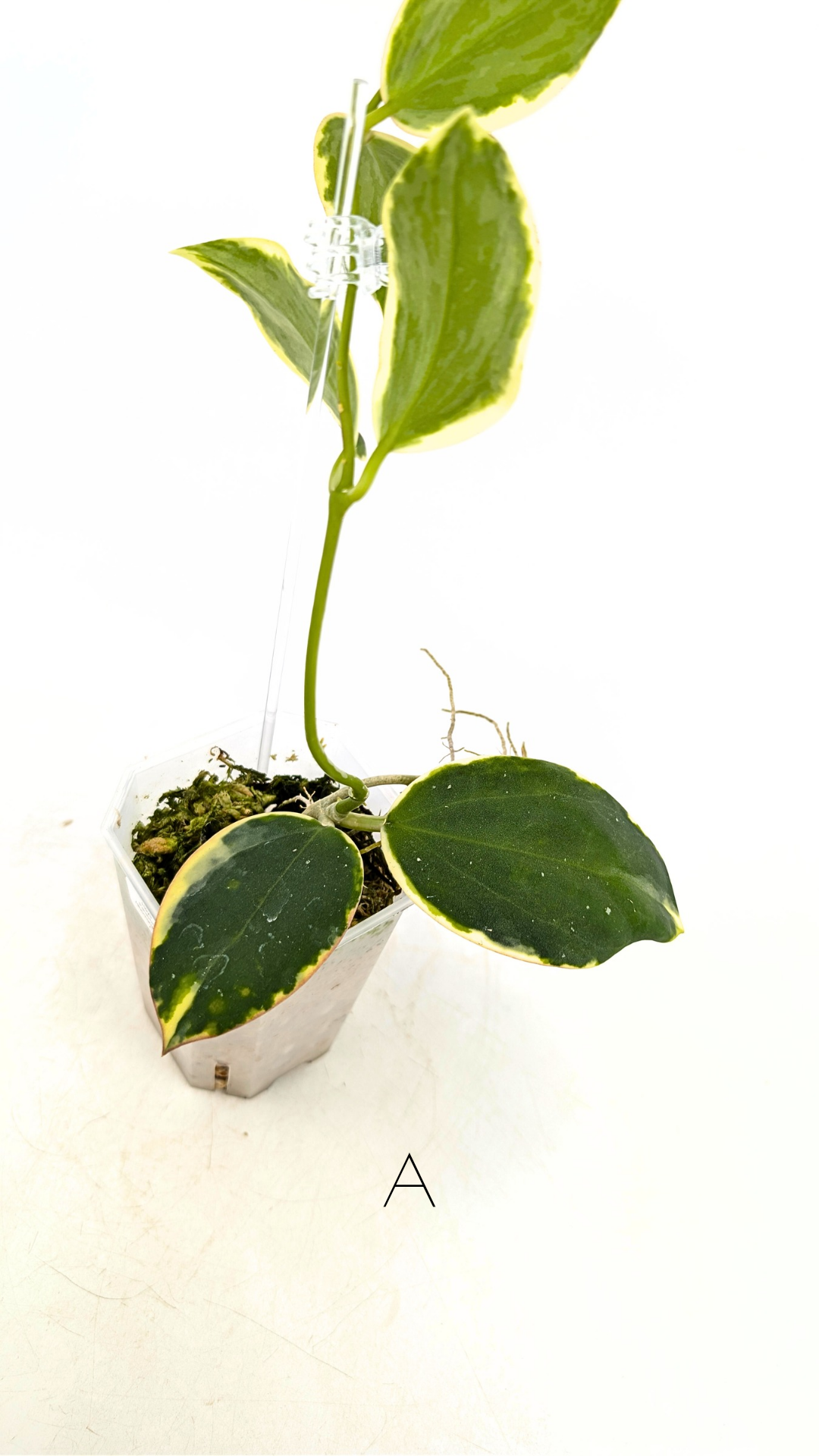 Rare waxplant Hoya sp Para Albomarginata available for sale at rare indoor plant shop The Leaf Gallery in Perth, Western Australia