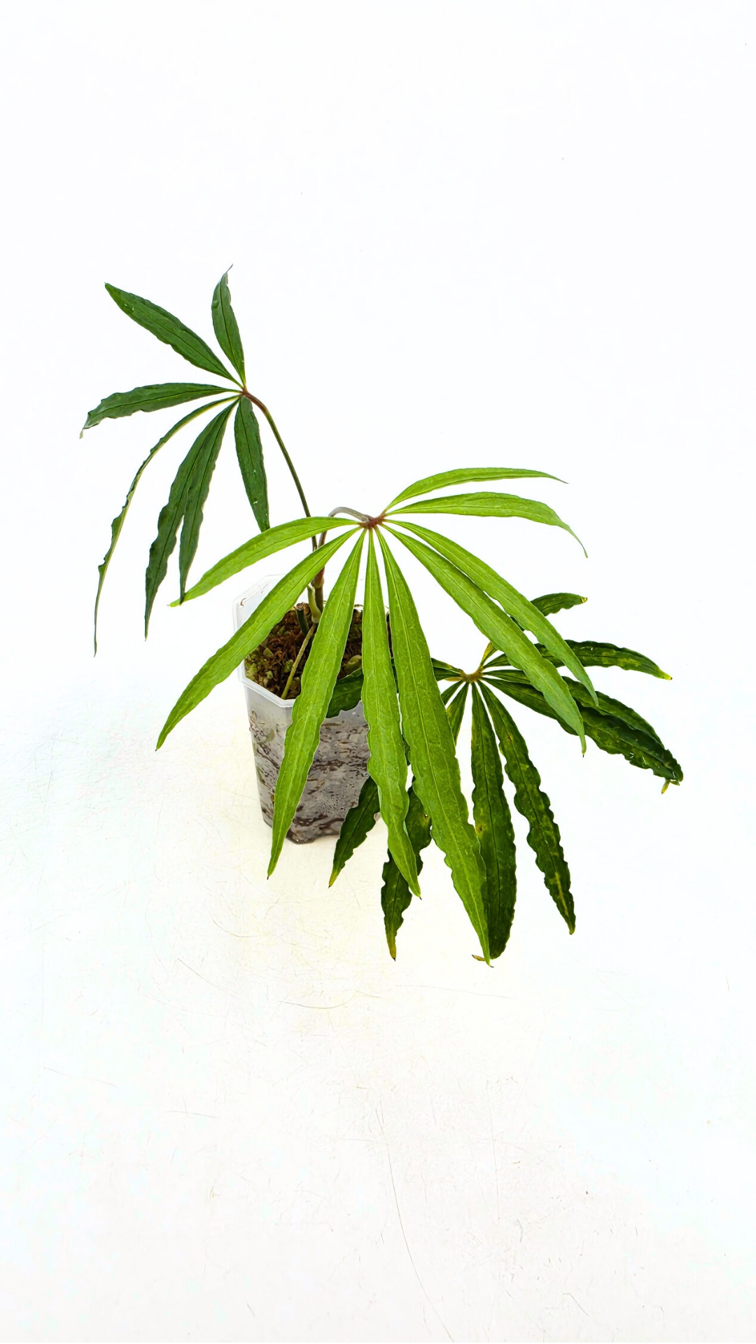 Hard to find vining house plant Anthurium Polystictum available for sale at rare plant shop The Leaf Gallery in Perth, Western Australia.