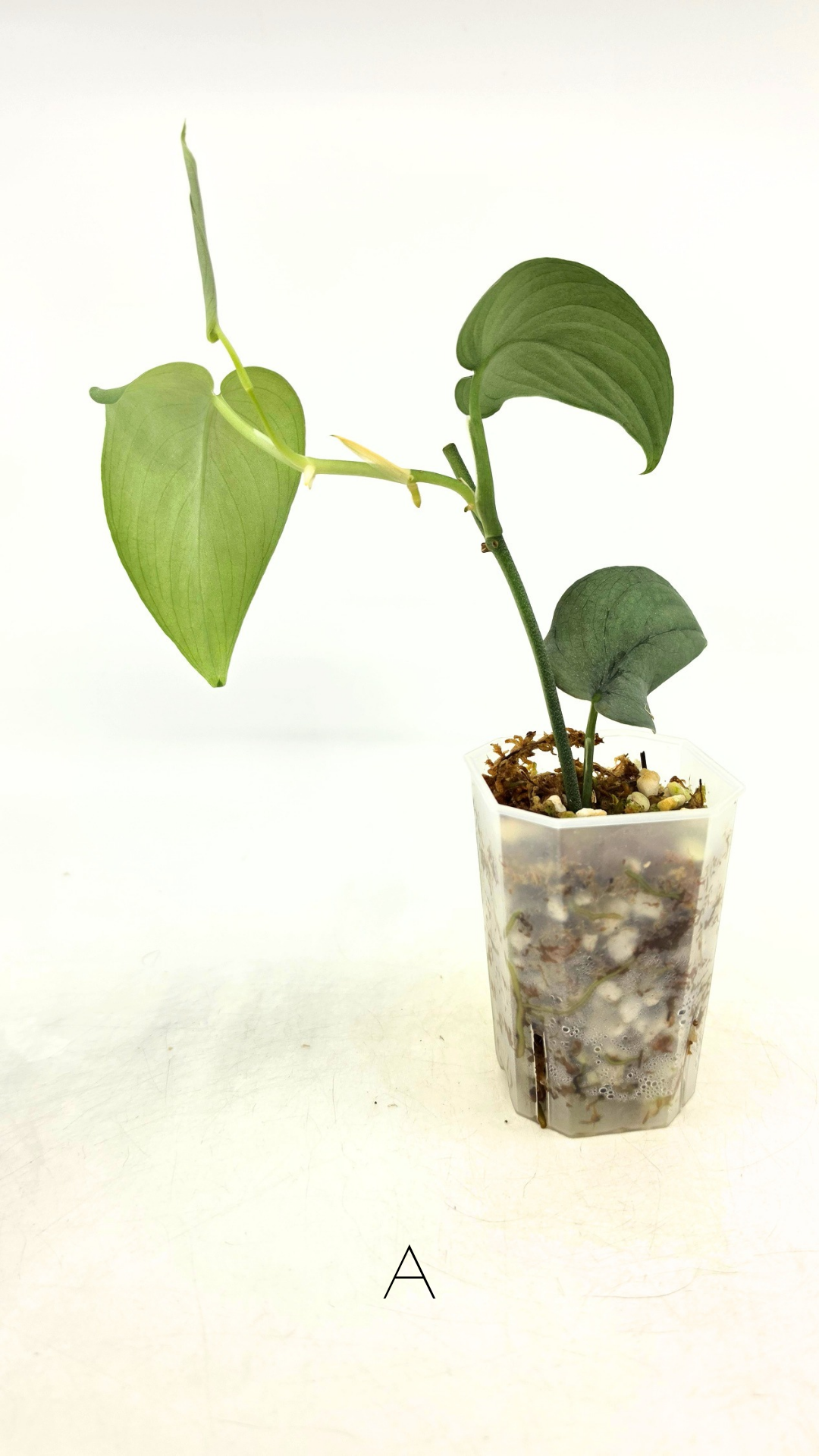 Rare indoor plant Scindapsus Platinum available for sale at rare plant shop The Leaf Gallery in Perth, Western Australia