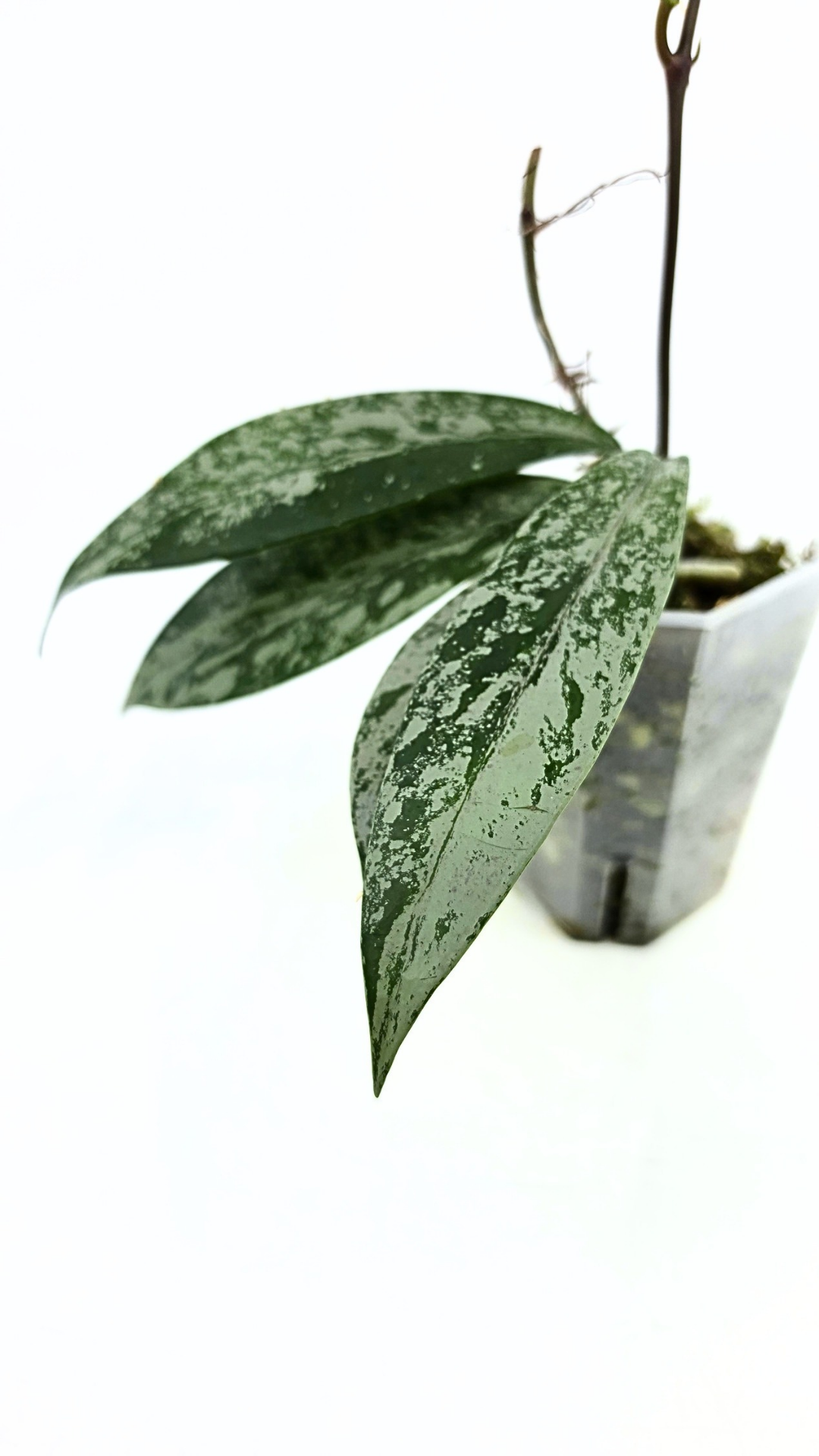 Rare waxplant Hoya Pubicalyx Pink Silver Ghost available for sale at rare indoor plant shop The Leaf Gallery in Perth, Western Australia