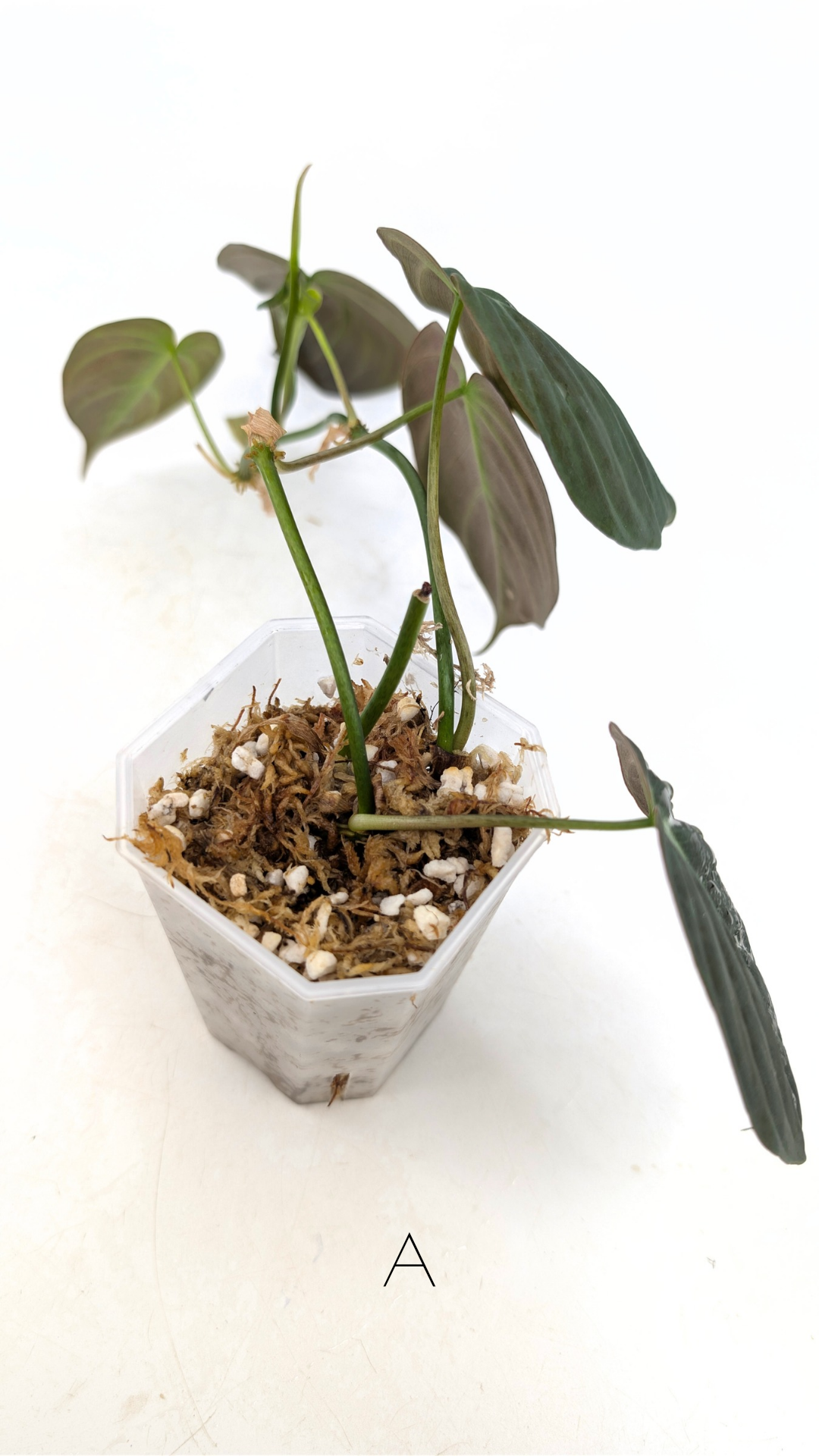 Uncommon indoor plant Philodendron Micans for sale by rare plant shop The Leaf Gallery in Perth, Western Australia