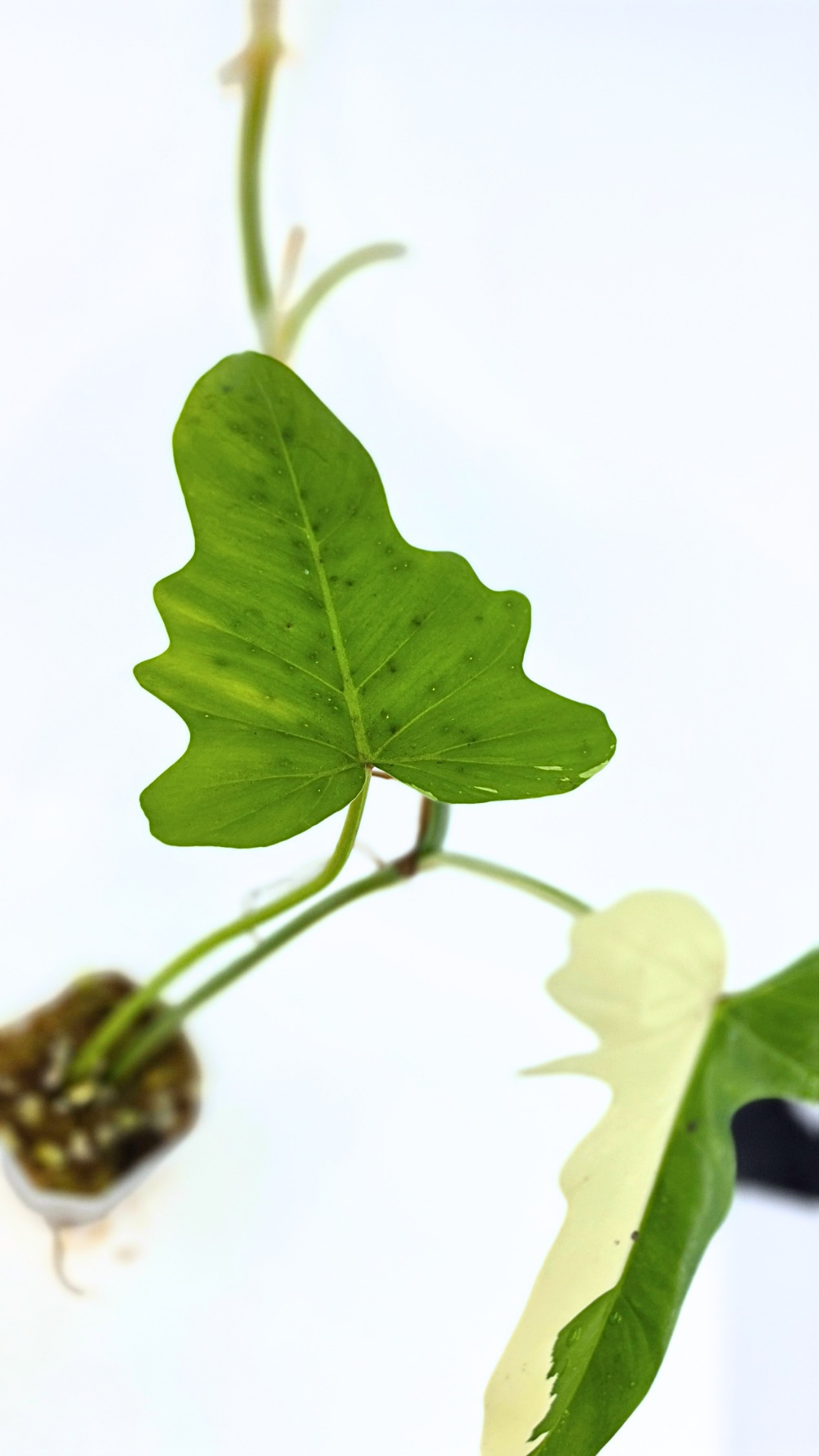 Super Rare indoor plant Philodendron Golden Dragon variegated available for sale at rare house plant shop The Leaf Gallery in Perth, Western Australia