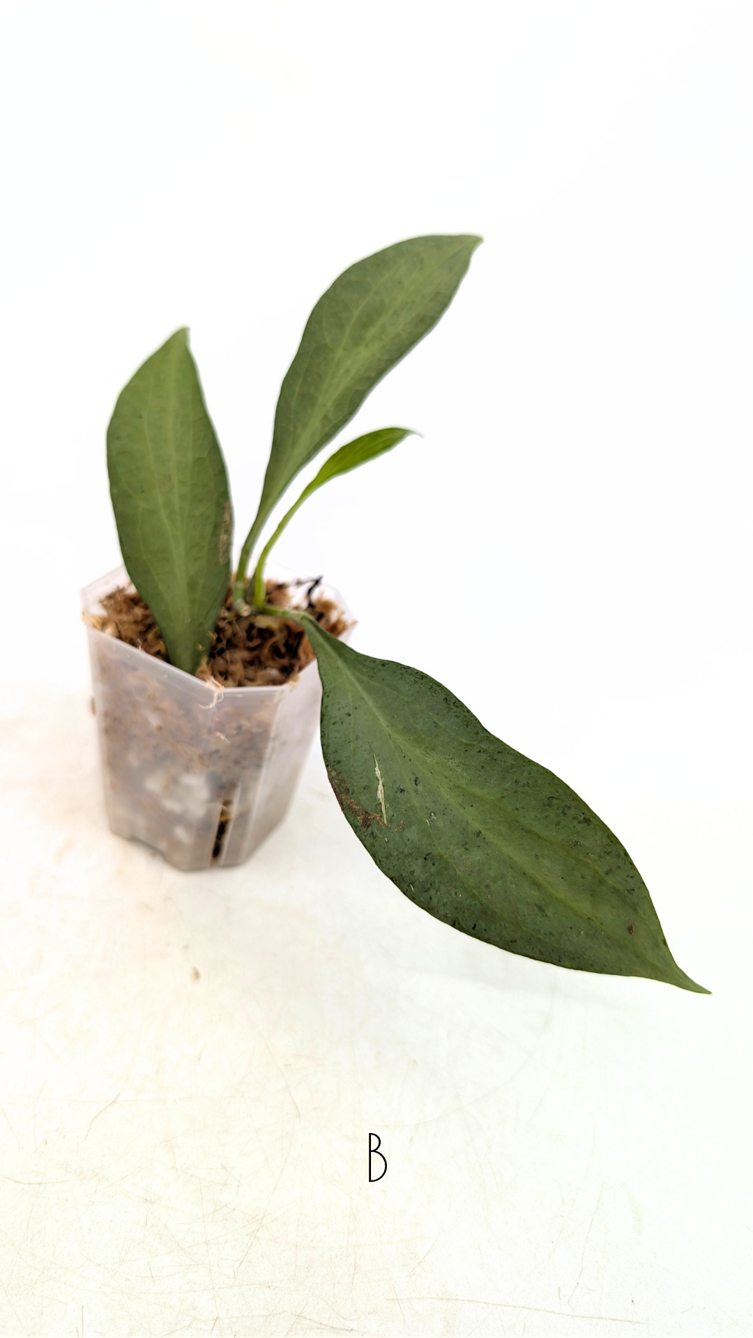 Rare waxplant Hoya Nicholsoniae New Guinea Ghost propagated and for sale by rare plant shop The Leaf Gallery in Perth, Western Australia