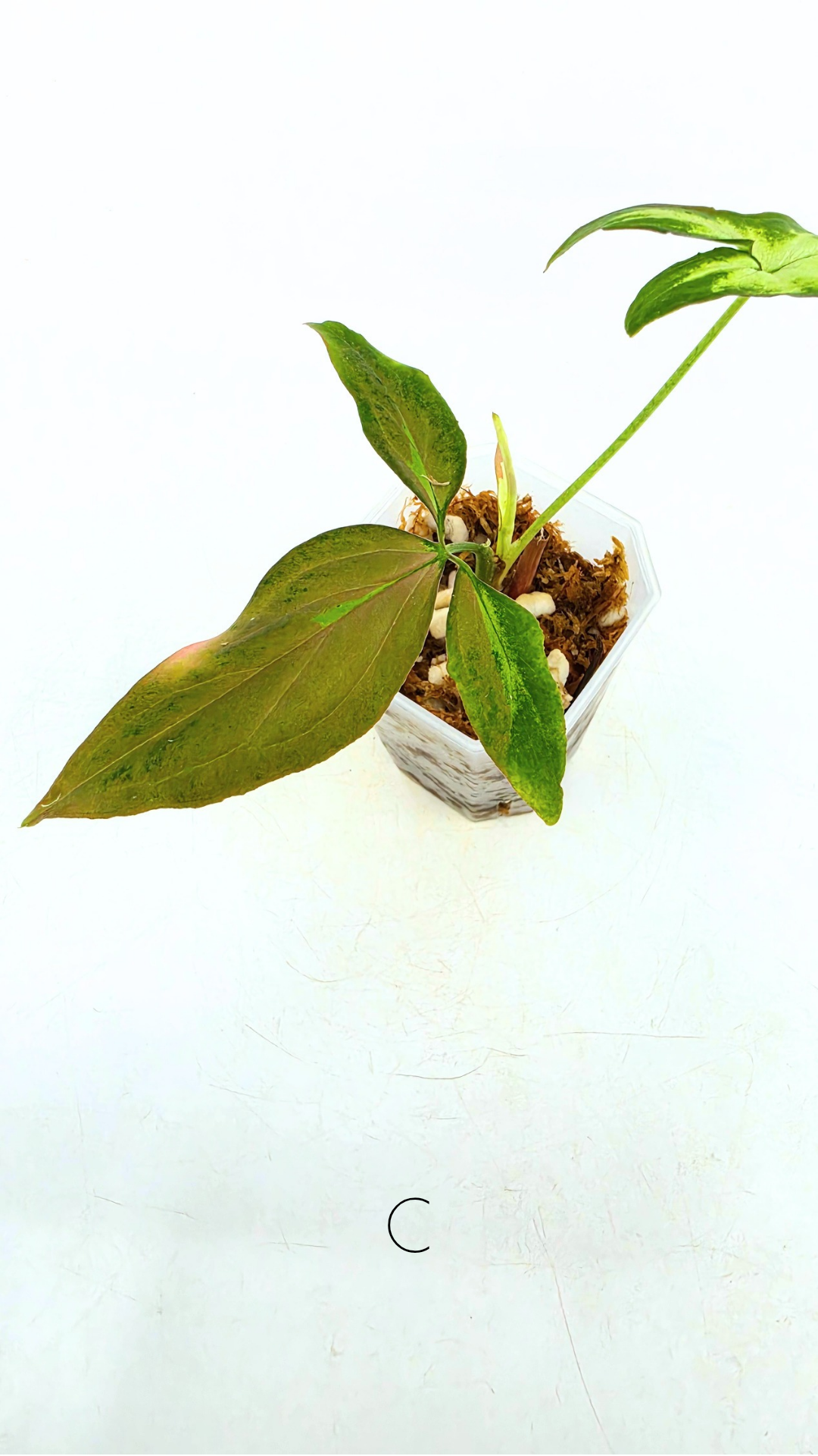 Rare plant Syngonium Redspot Tricolour available from rare plant shop The Leaf Gallery in Perth, Western Australia