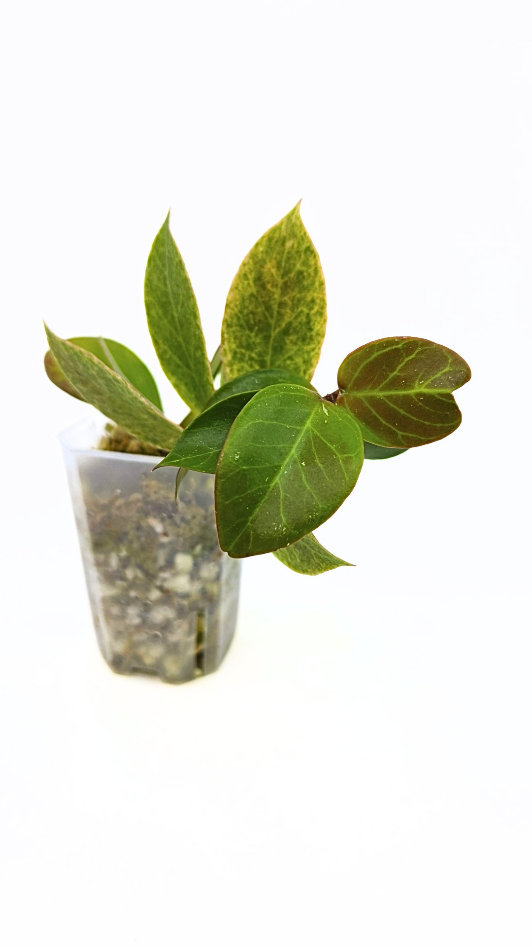 Rare waxplant Hoya Sunrise available at rare plant shop The Leaf Gallery in Perth Western Australia